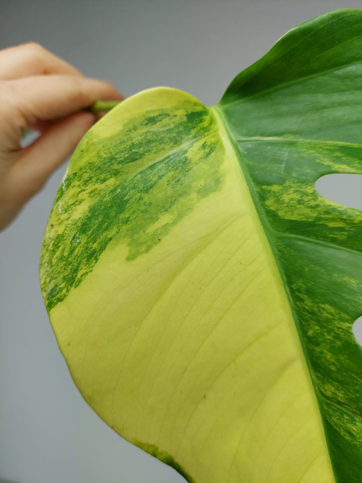 Monstera Aurea Steckling