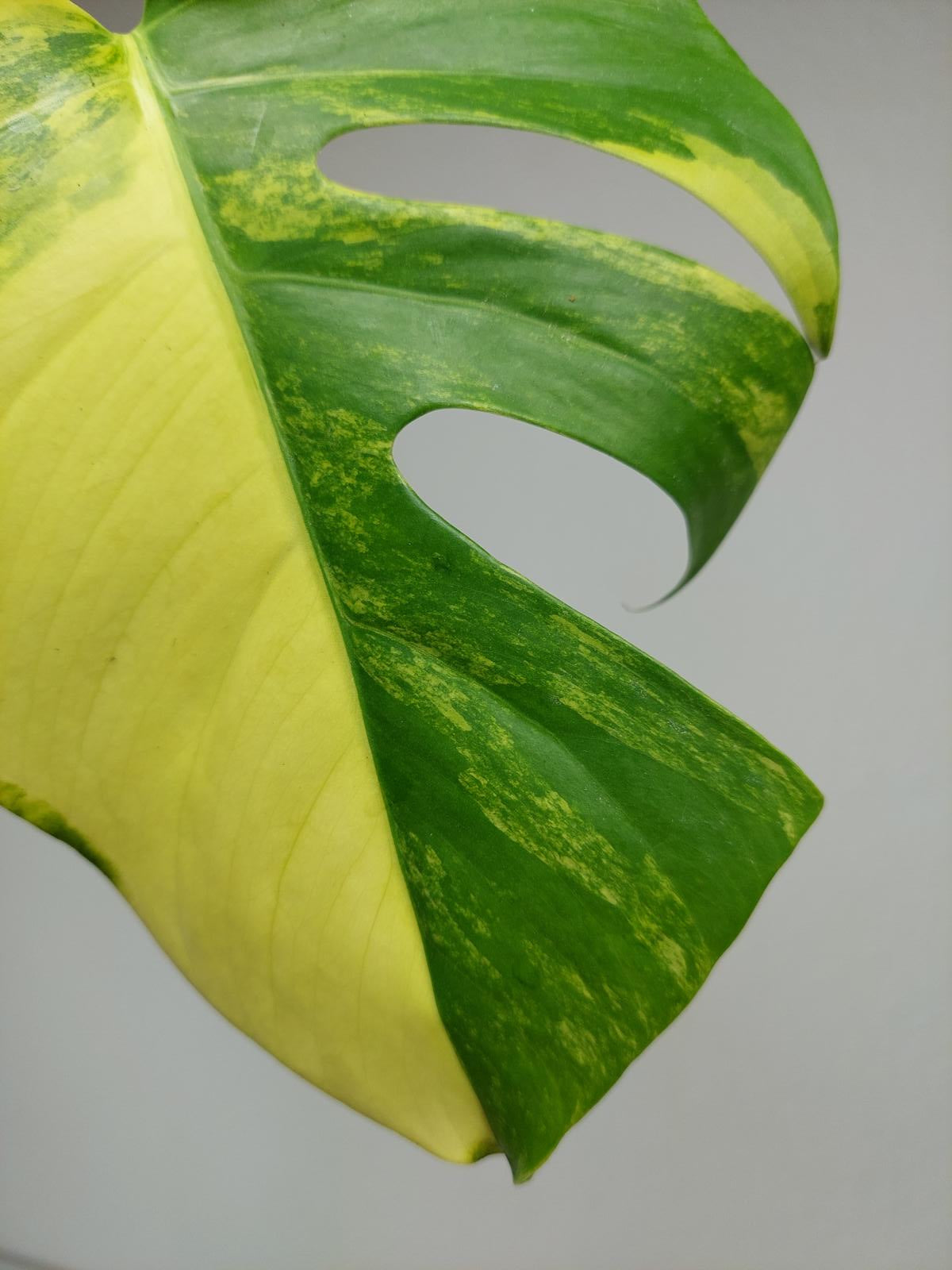 Monstera Aurea Steckling