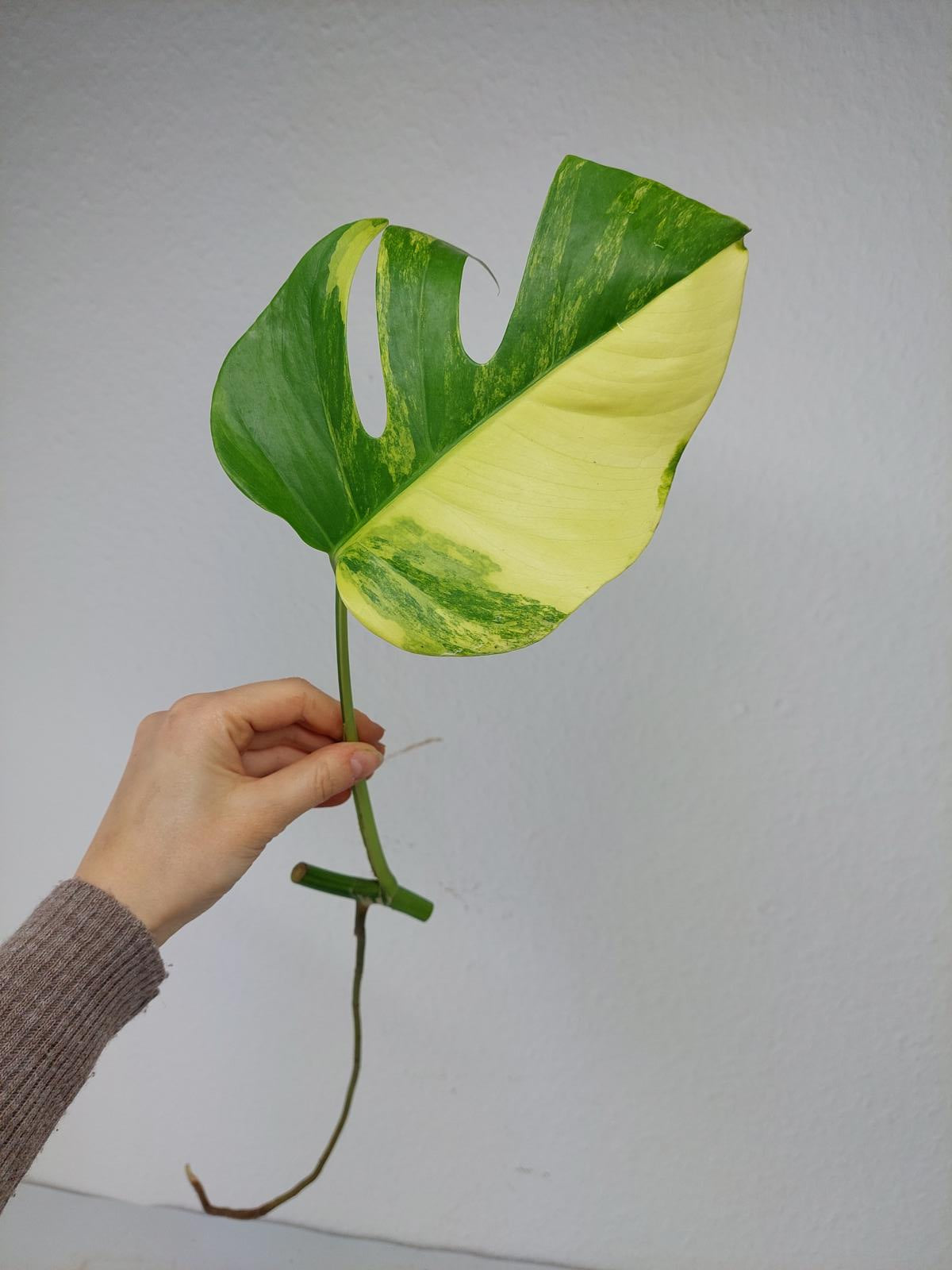 Monstera Aurea Steckling