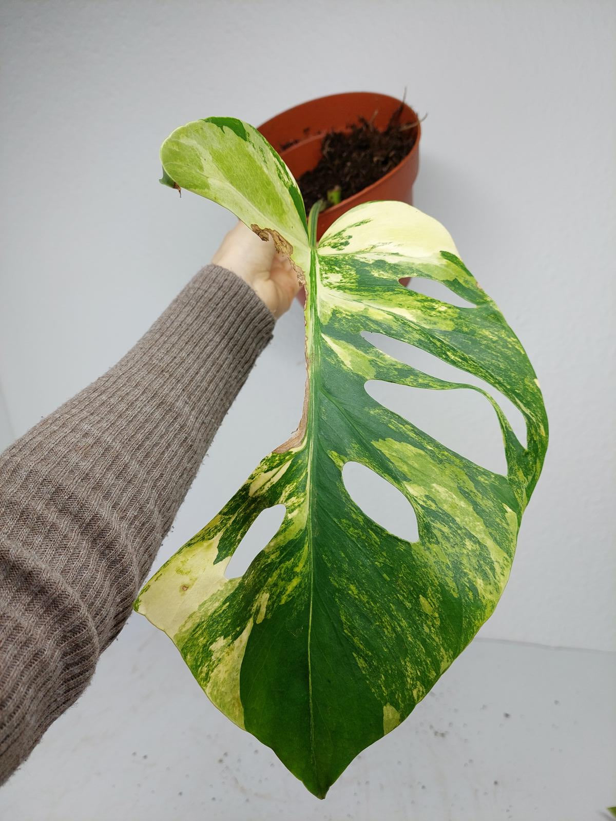 Monstera Aurea Steckling