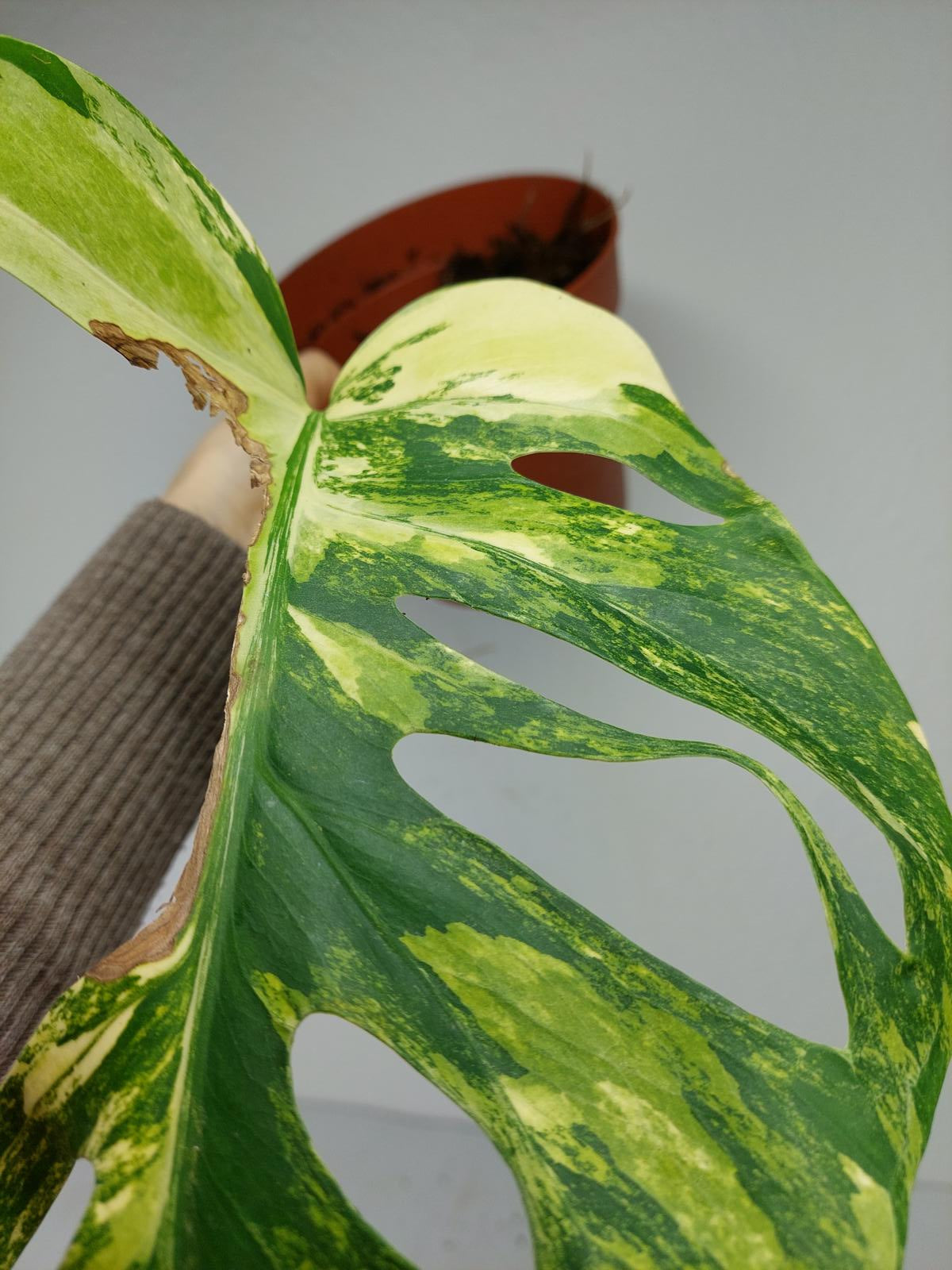 Monstera Aurea Steckling