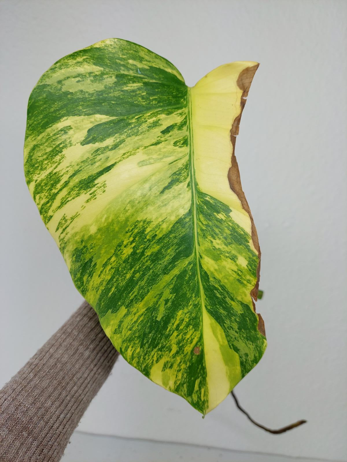 Monstera Aurea Steckling