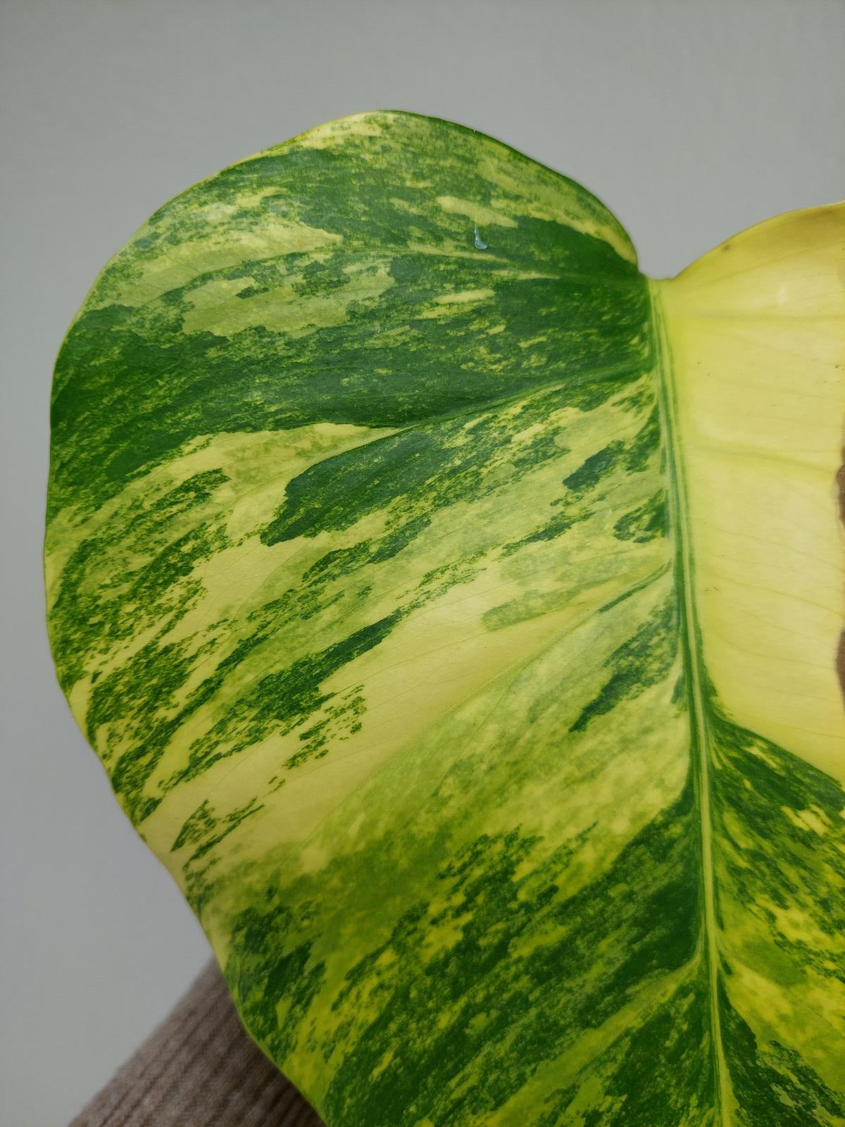 Monstera Aurea Steckling