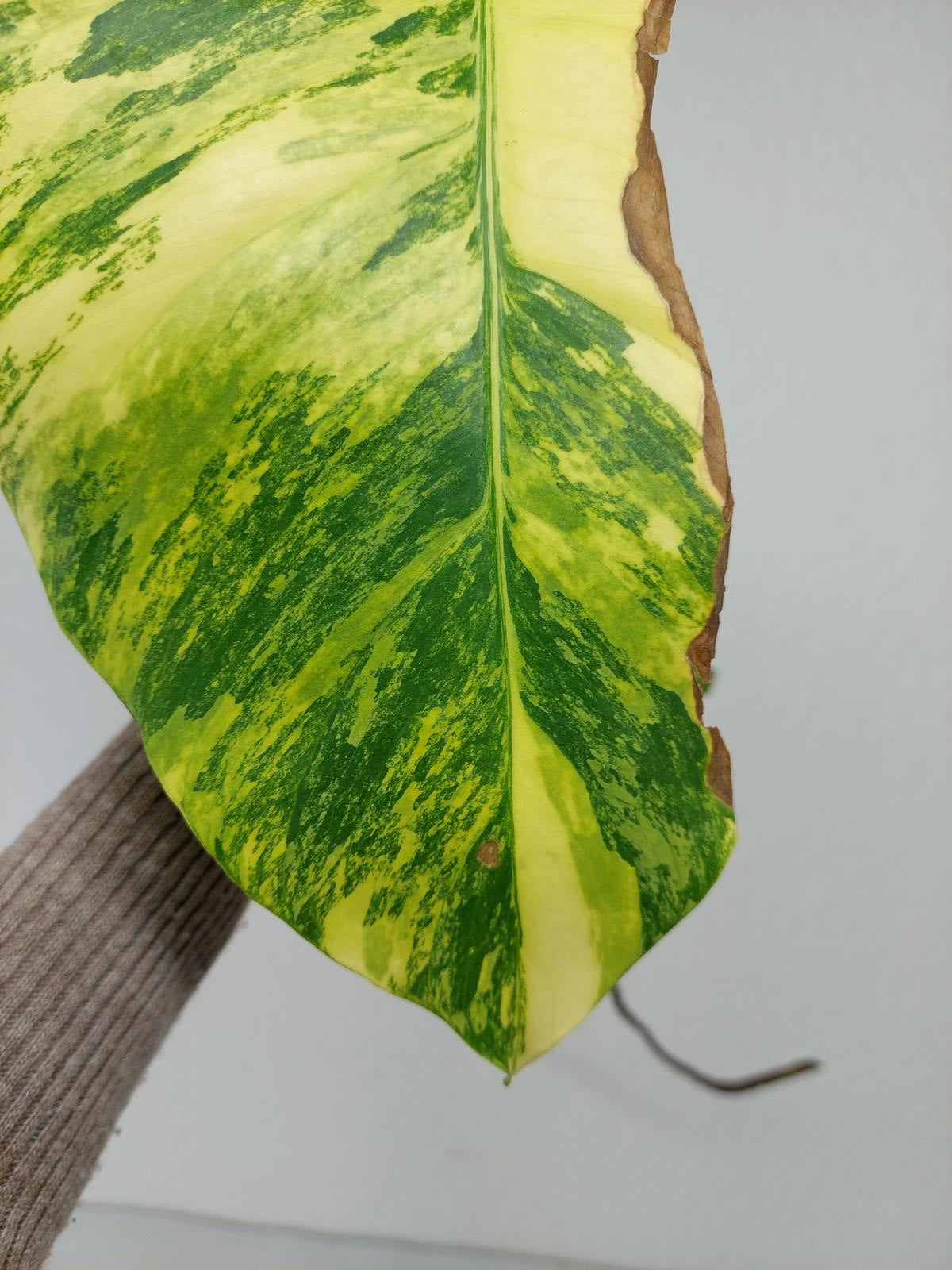 Monstera Aurea Steckling