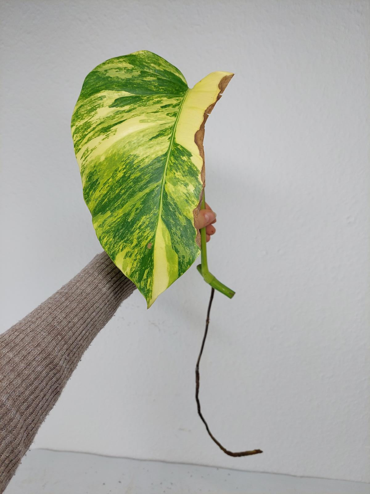 Monstera Aurea Steckling