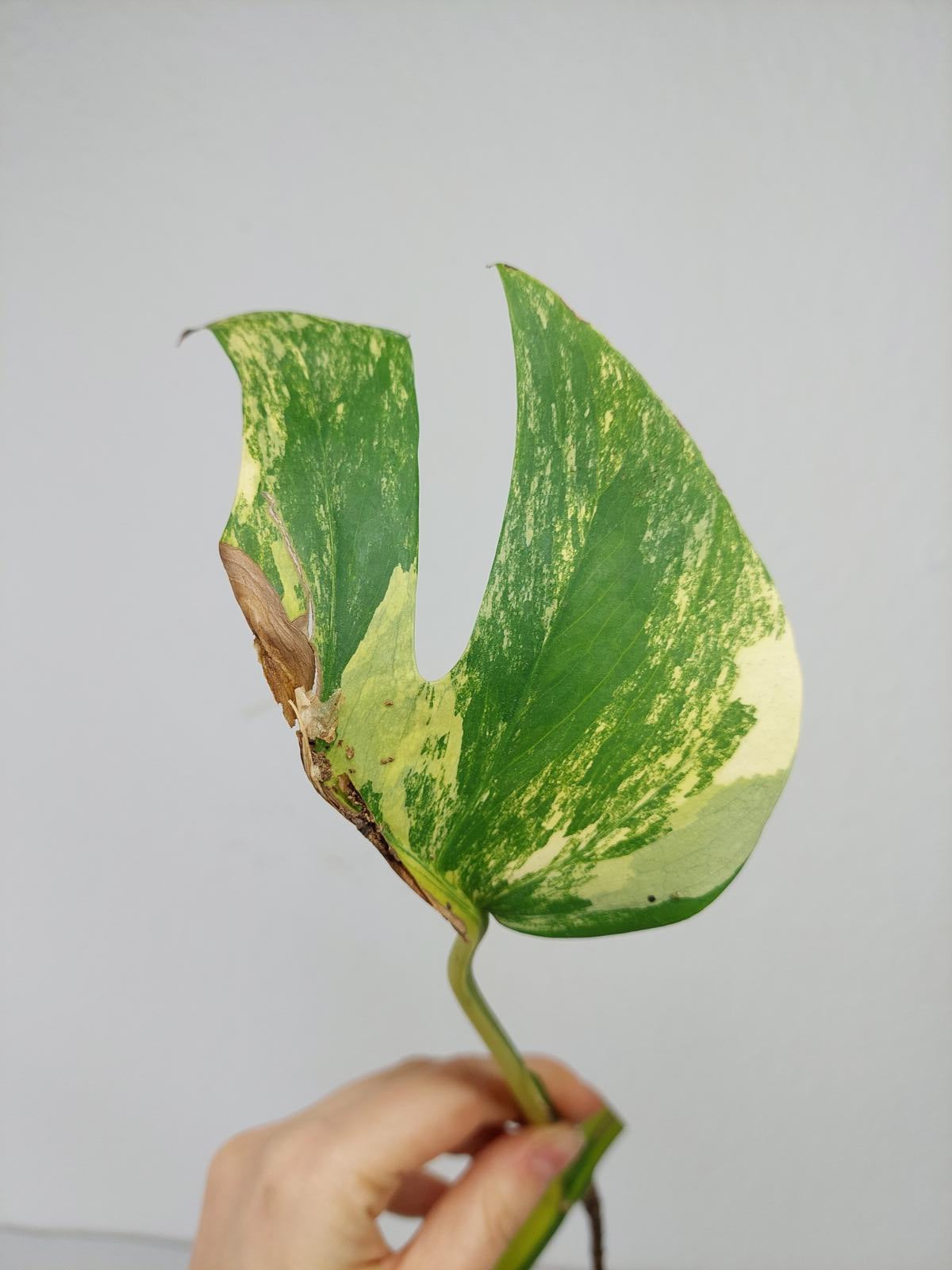 Monstera Aurea Steckling