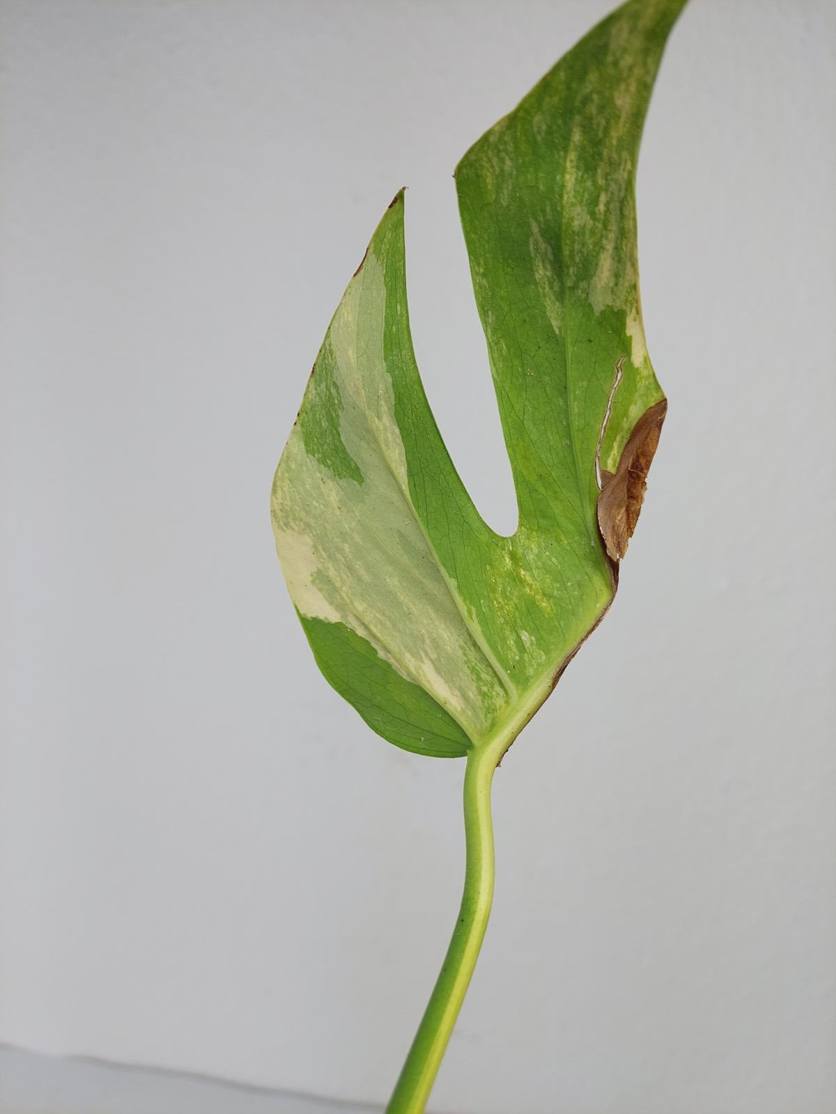 Monstera Aurea Steckling