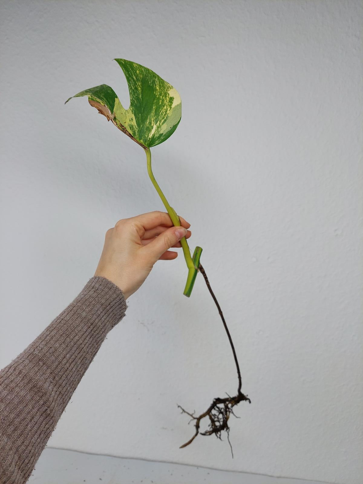 Monstera Aurea Steckling