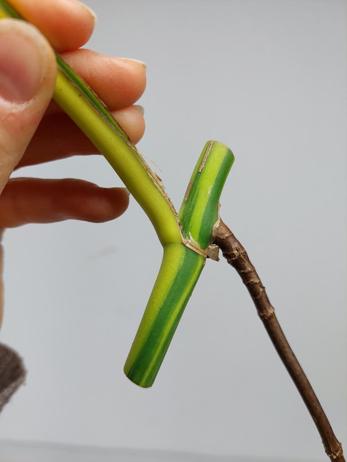 Monstera Aurea Steckling