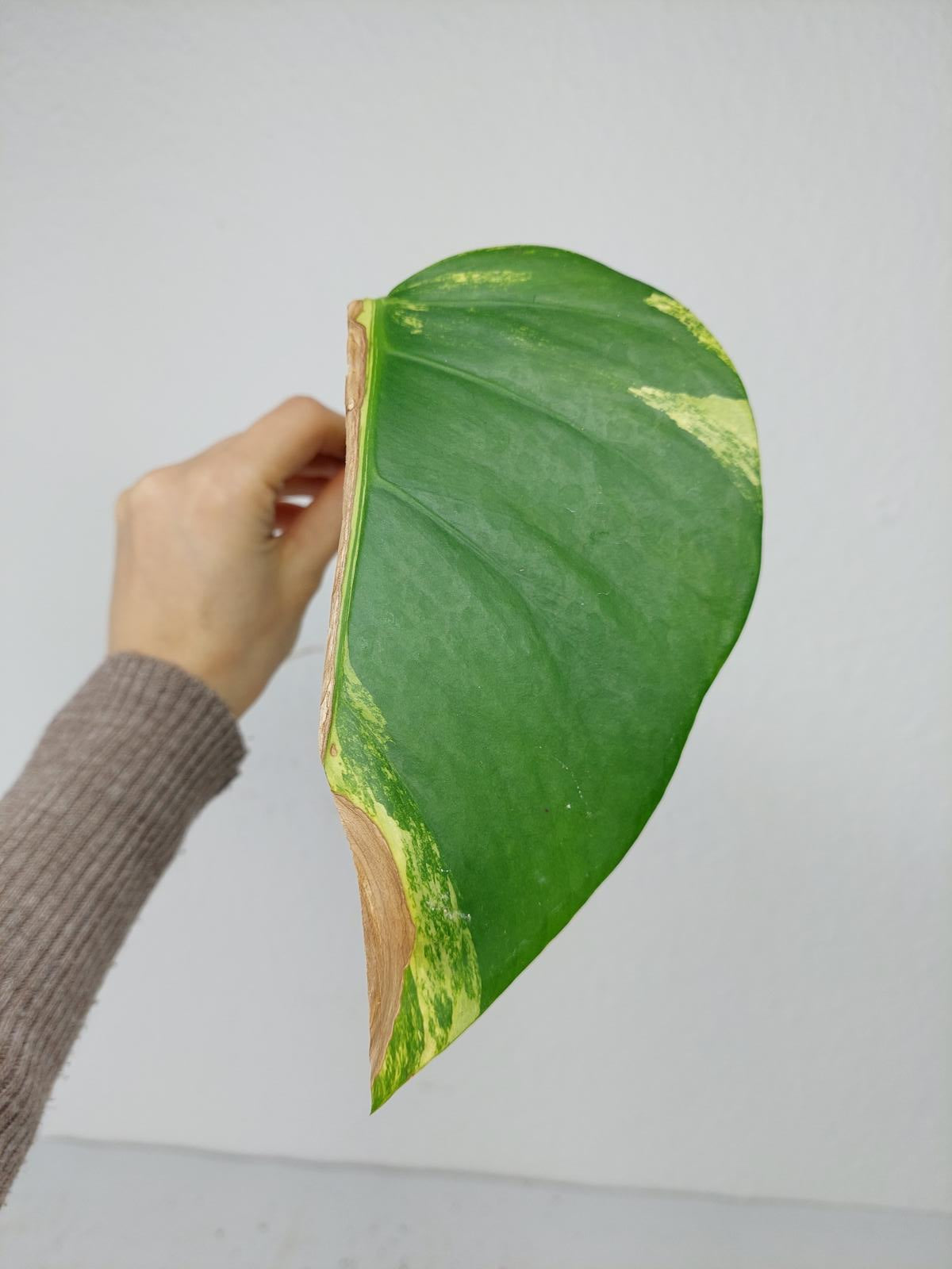 Monstera Aurea Steckling