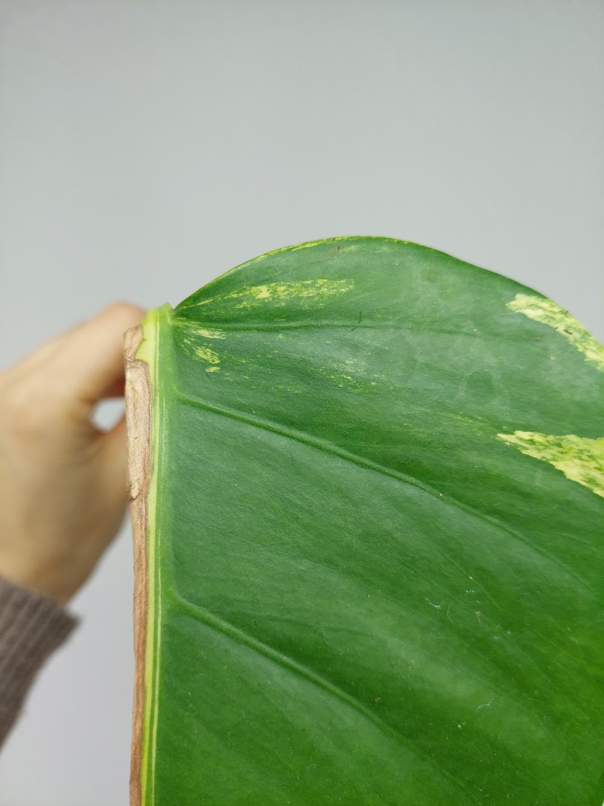 Monstera Aurea Steckling