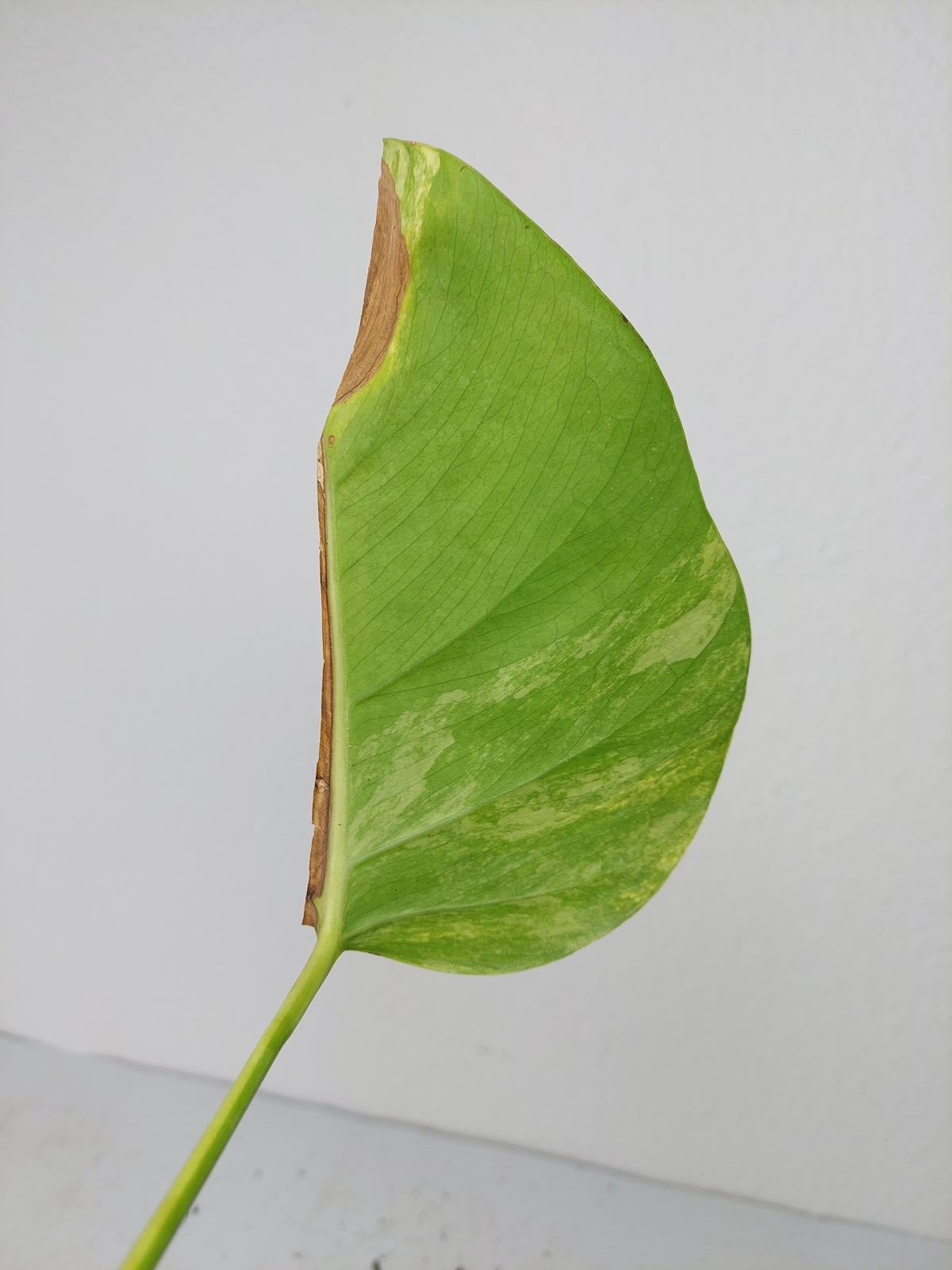 Monstera Aurea Steckling