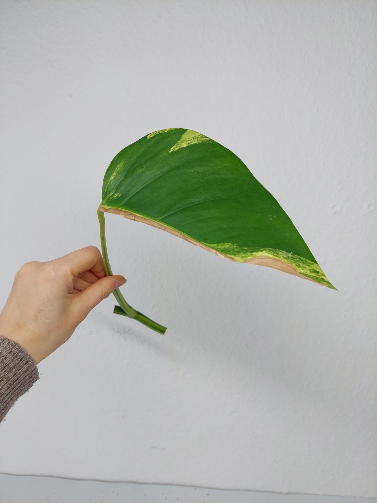 Monstera Aurea Steckling