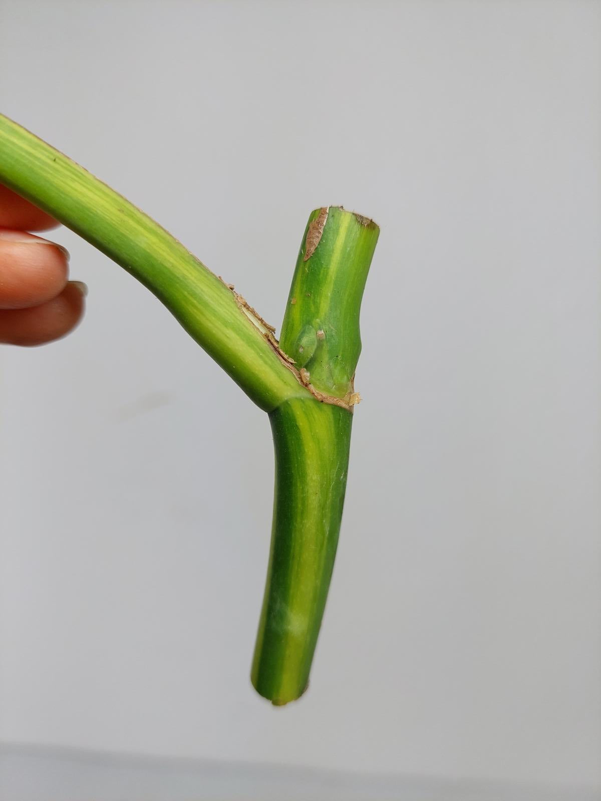 Monstera Aurea Steckling