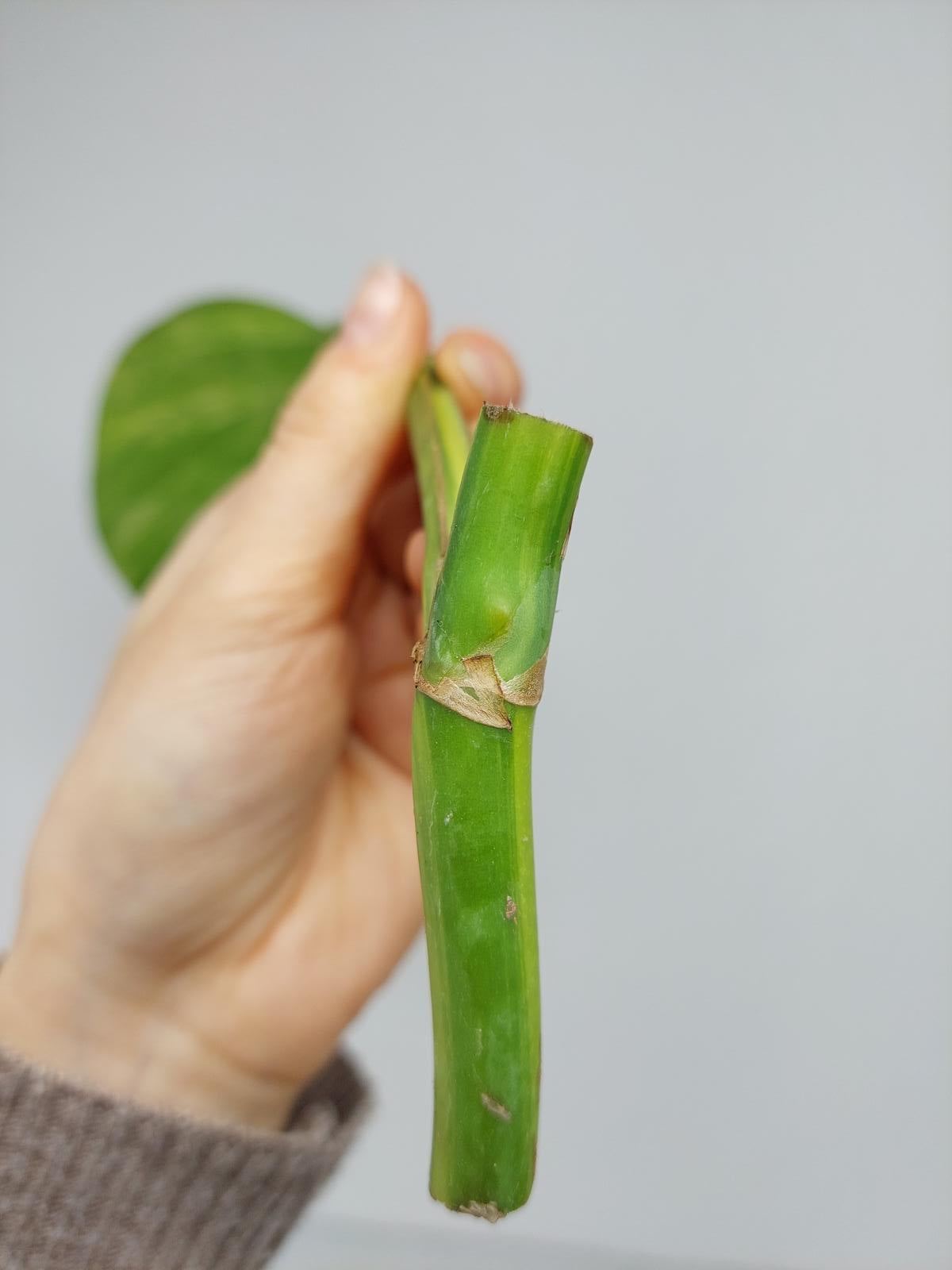 Monstera Aurea Steckling