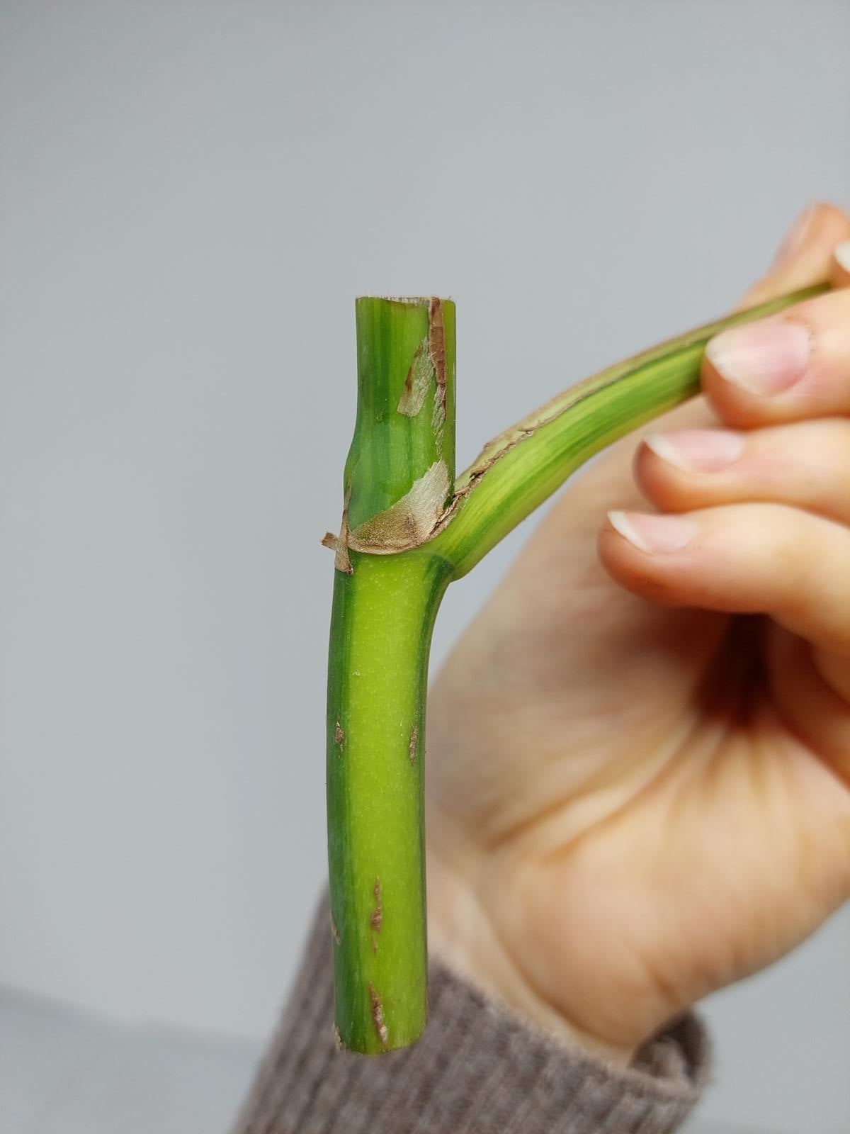 Monstera Aurea Steckling