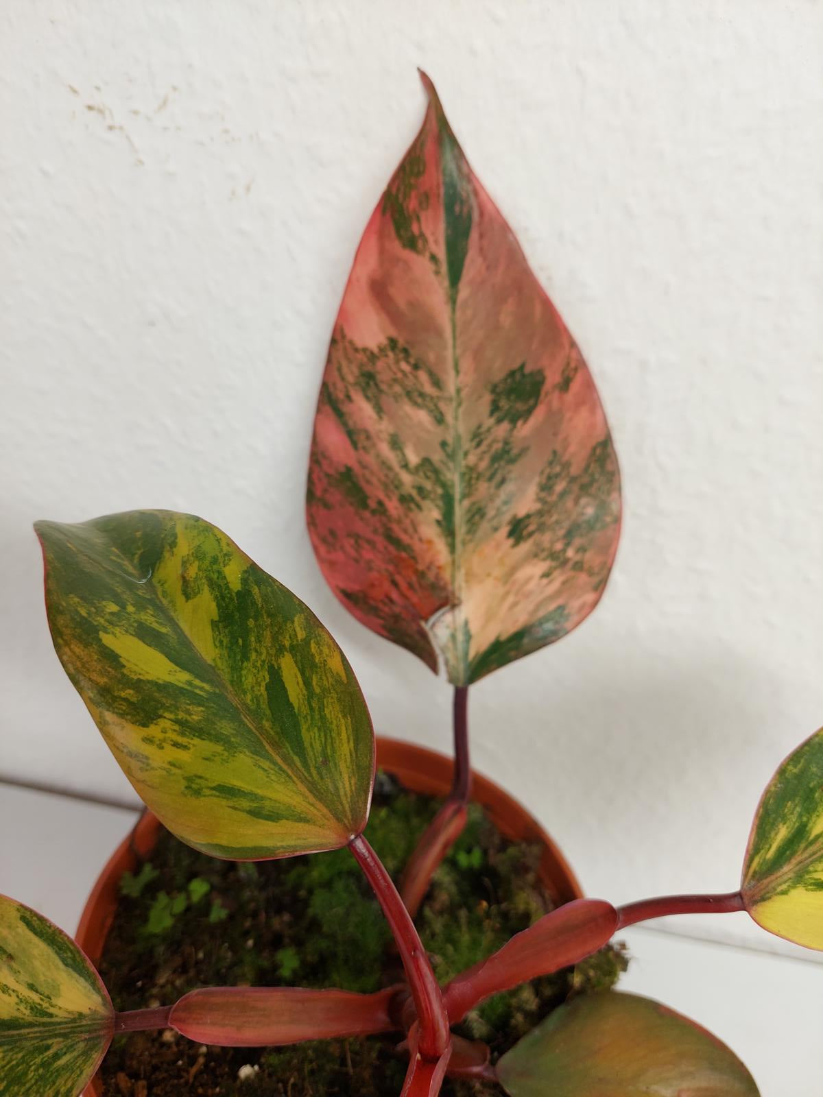 Philodendron Strawberry Shake