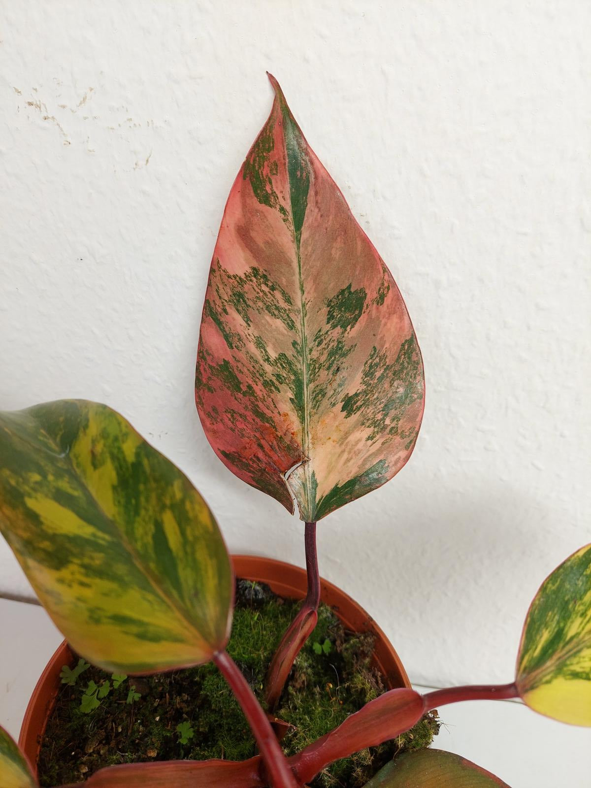 Philodendron Strawberry Shake