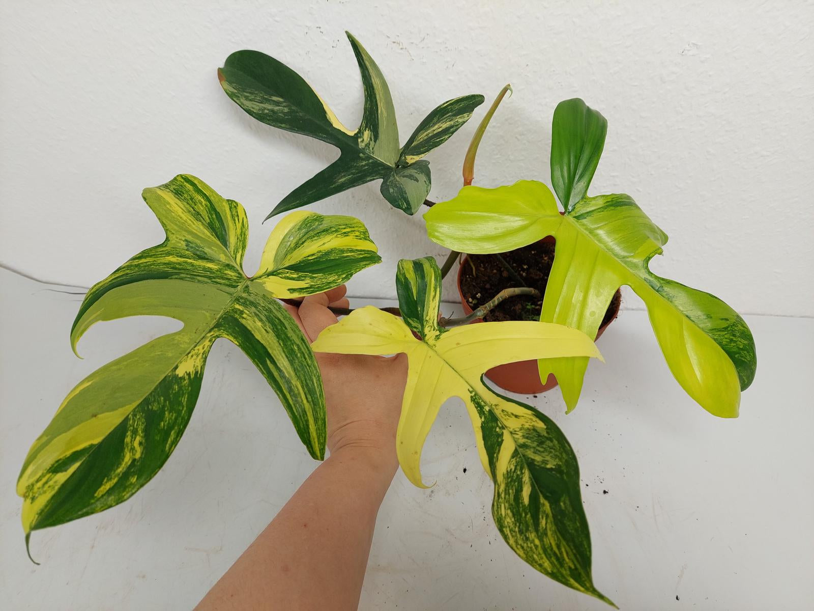 Philodendron Florida Beauty