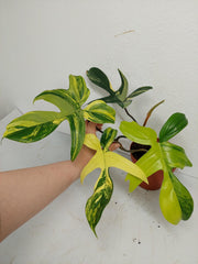 Philodendron Florida Beauty