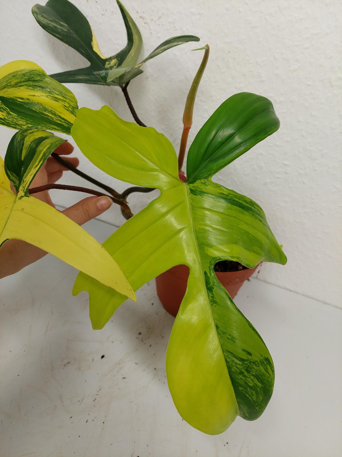 Philodendron Florida Beauty