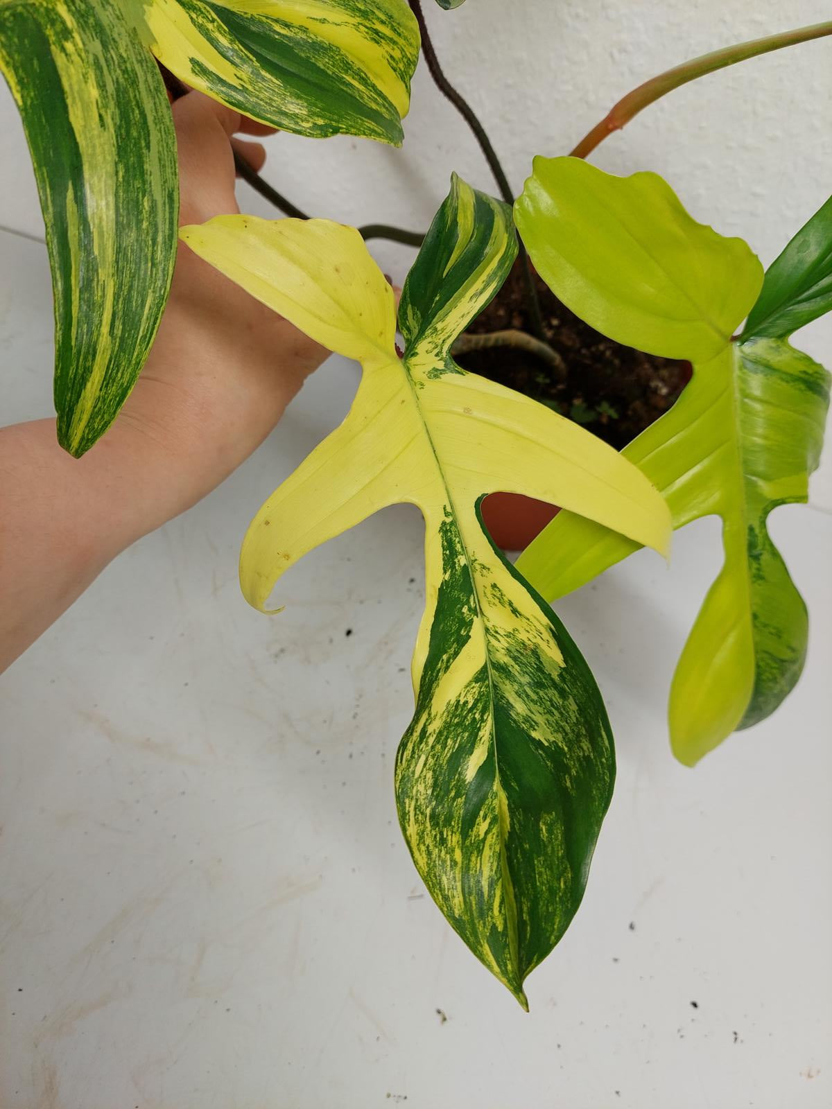 Philodendron Florida Beauty