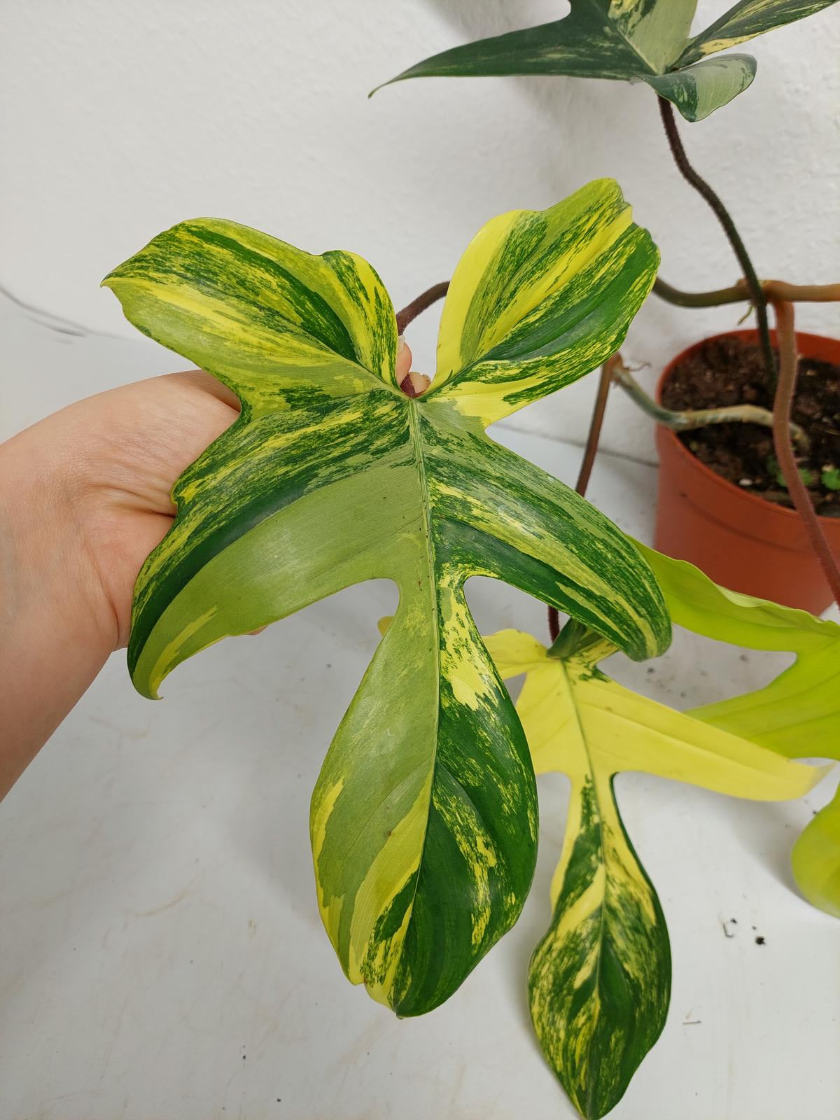 Philodendron Florida Beauty