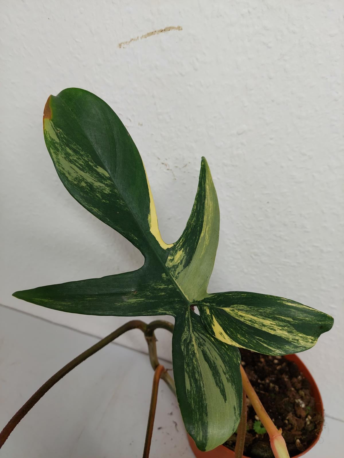 Philodendron Florida Beauty