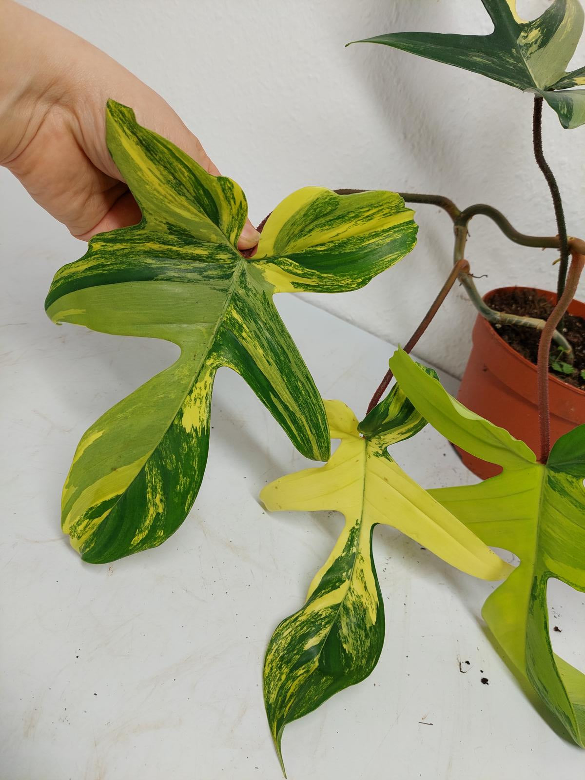 Philodendron Florida Beauty