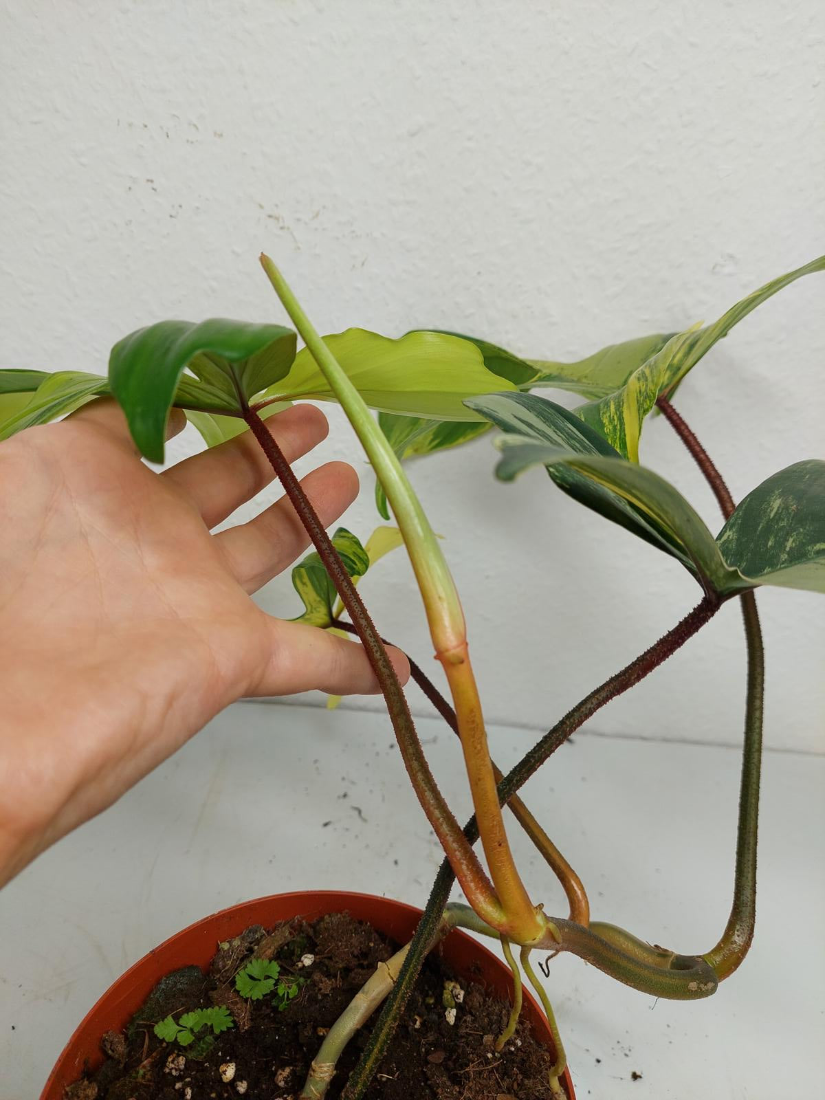 Philodendron Florida Beauty