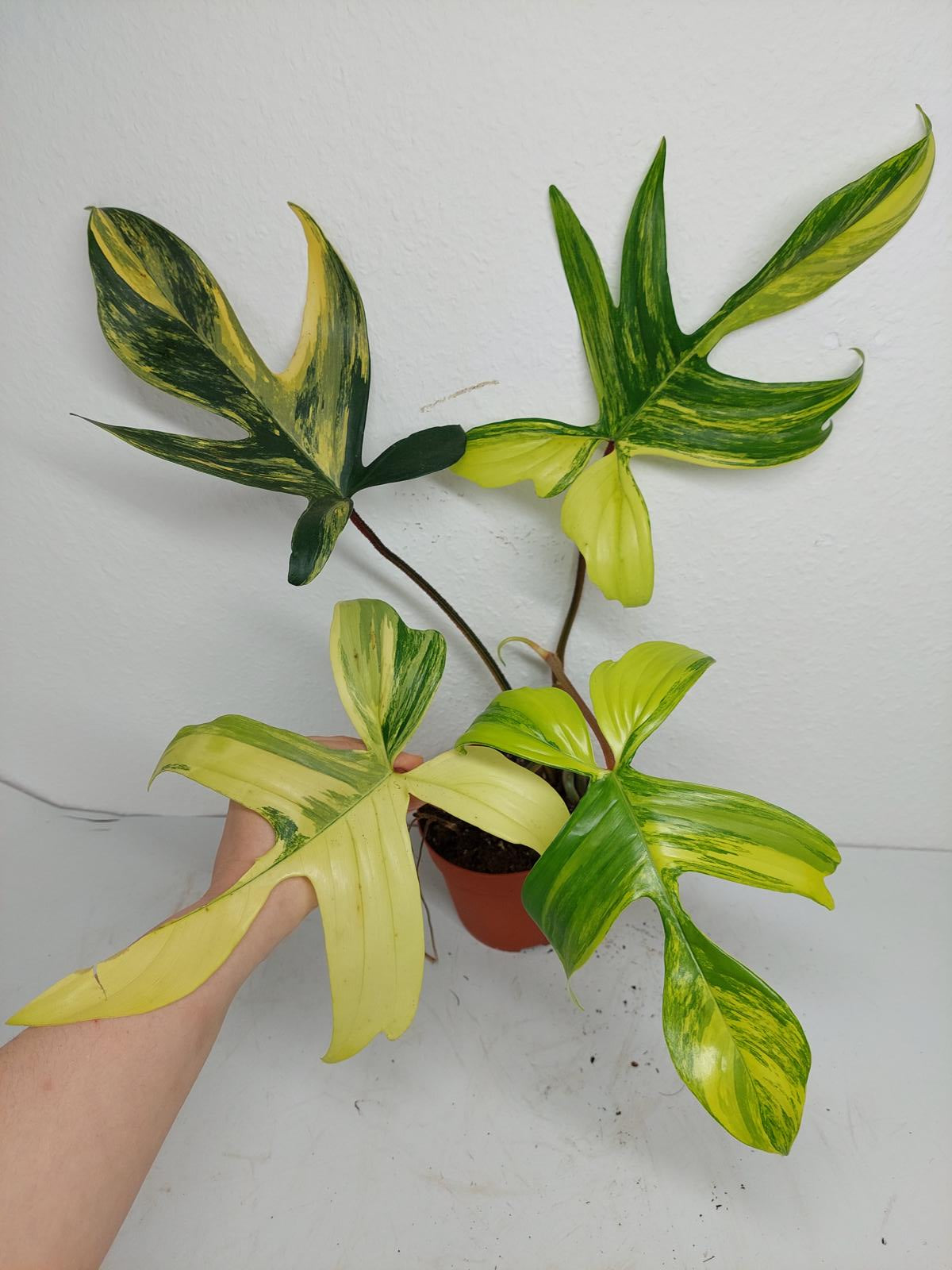 Philodendron Florida Beauty