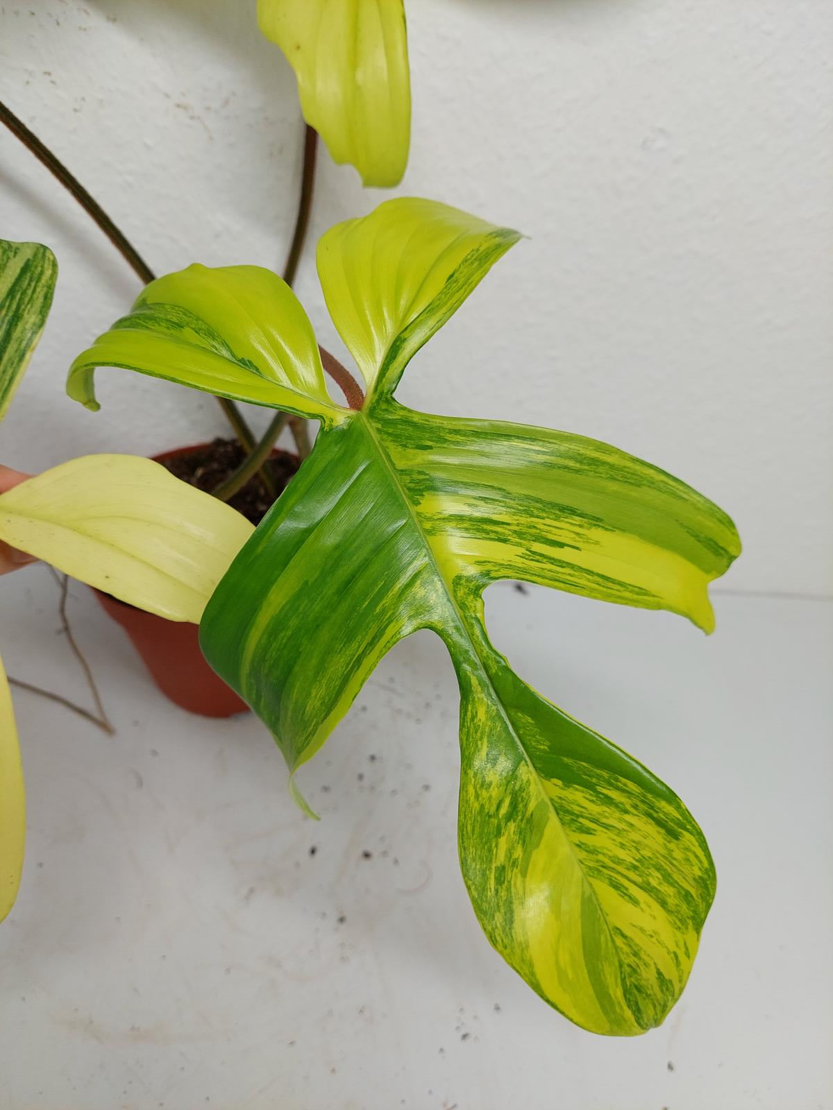 Philodendron Florida Beauty