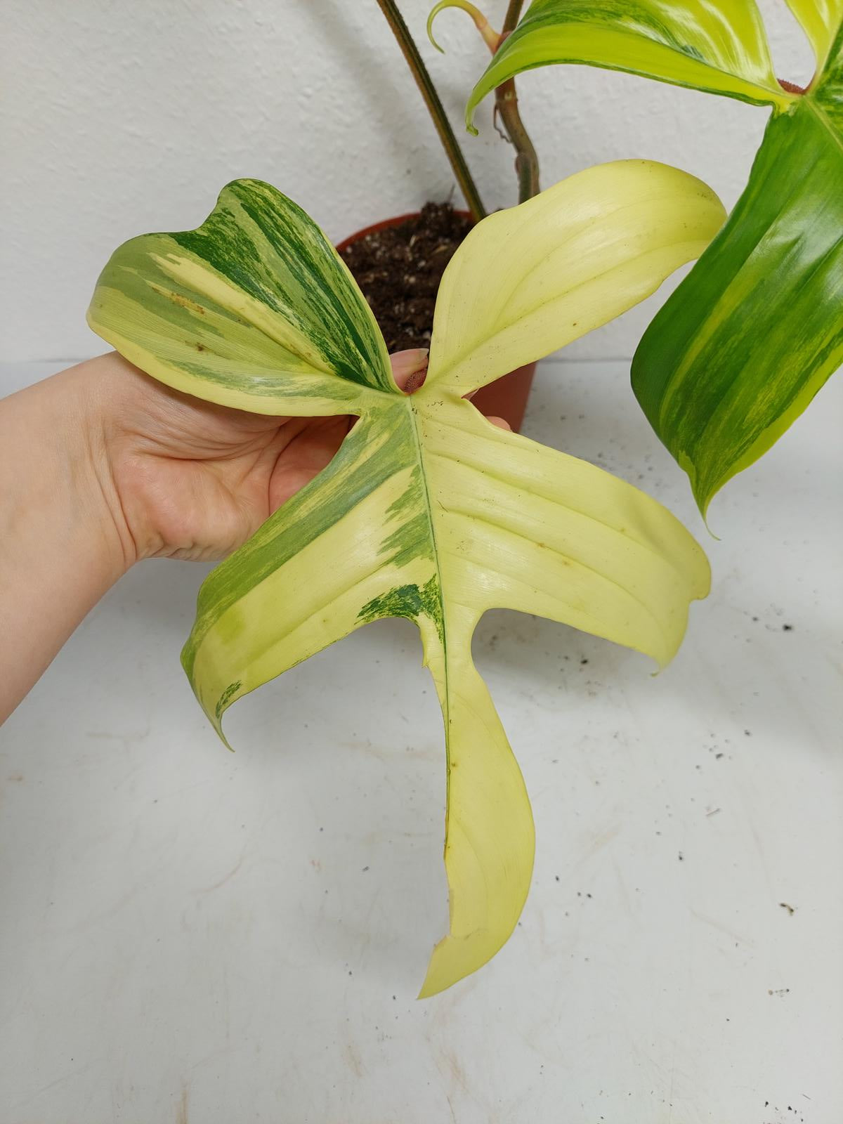 Philodendron Florida Beauty