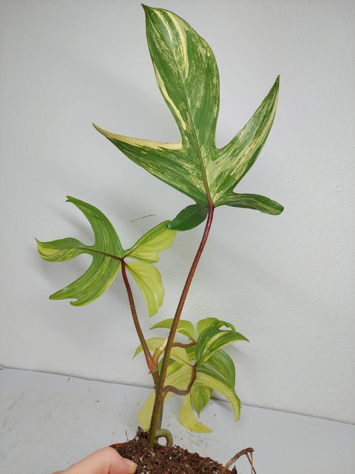 Philodendron Florida Beauty