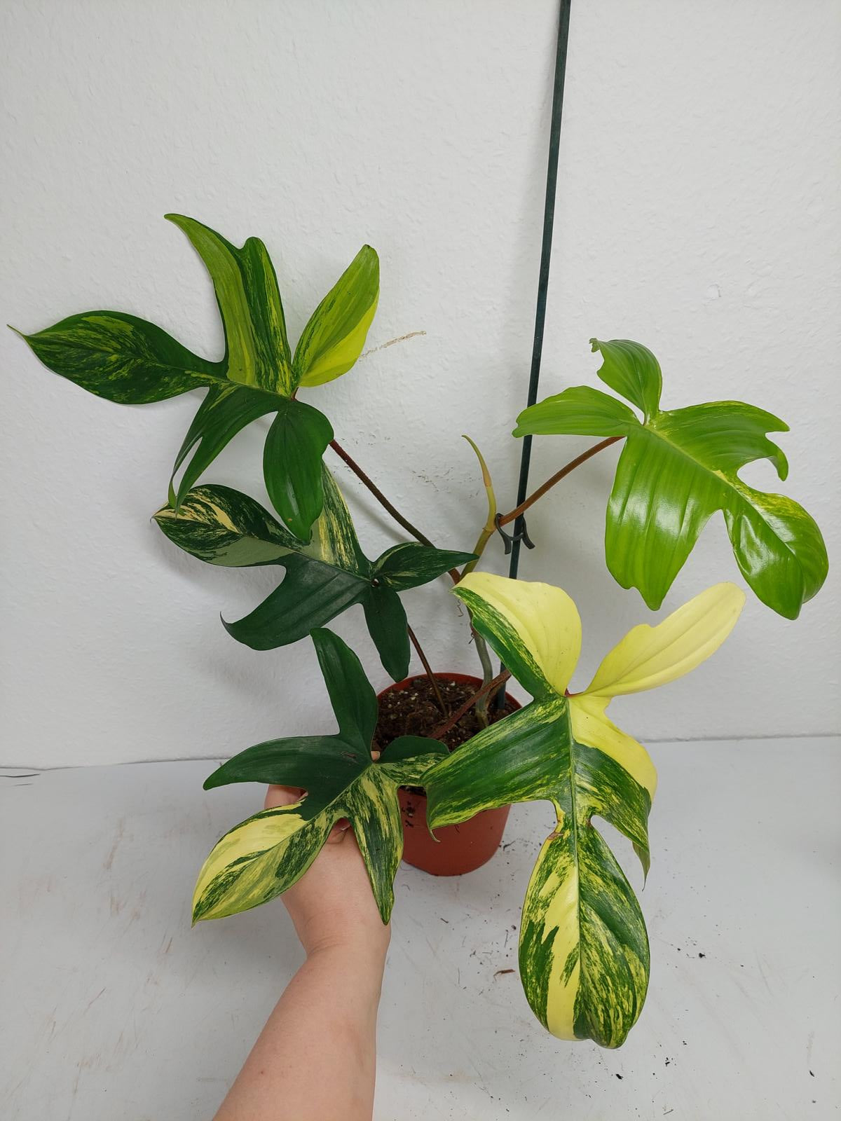 Philodendron Florida Beauty