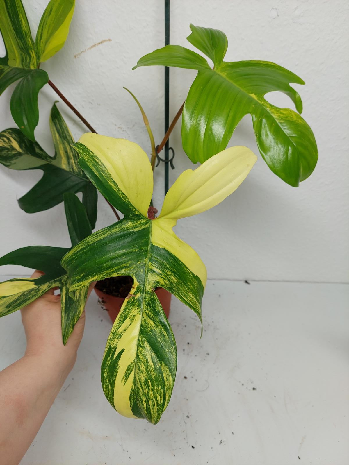 Philodendron Florida Beauty