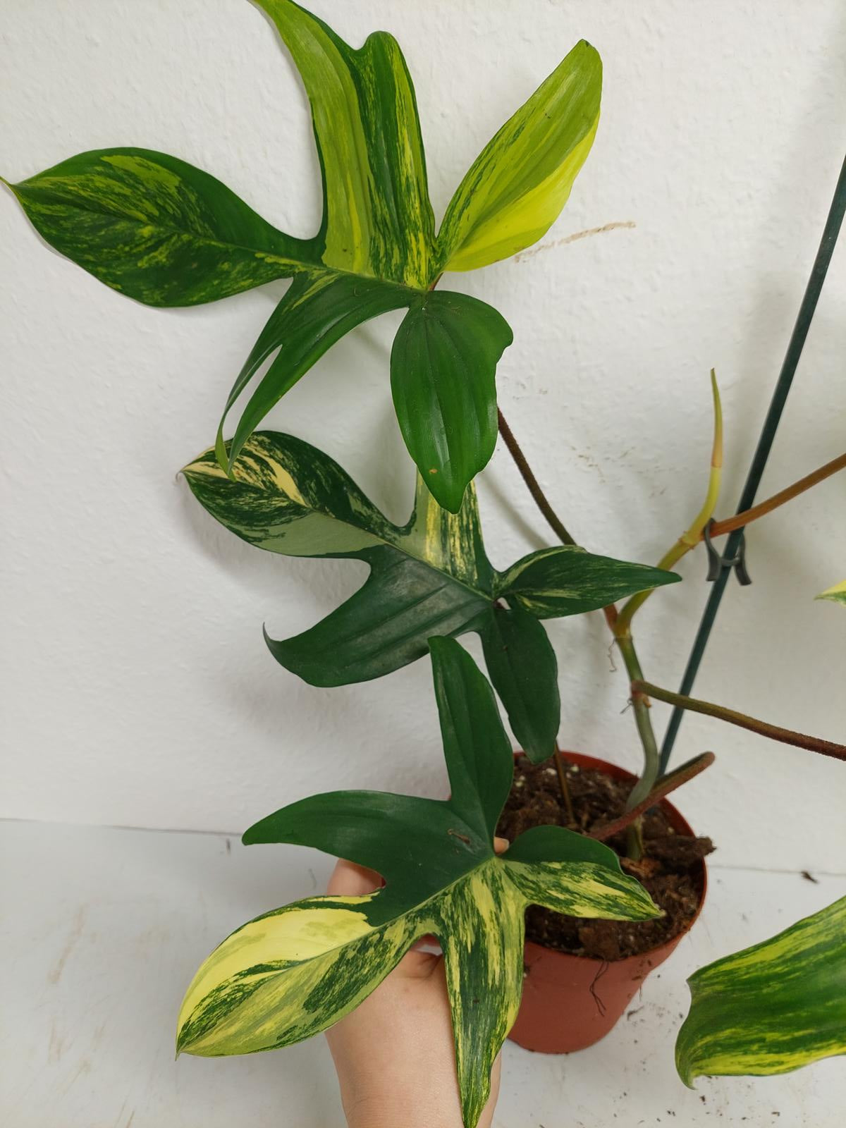 Philodendron Florida Beauty