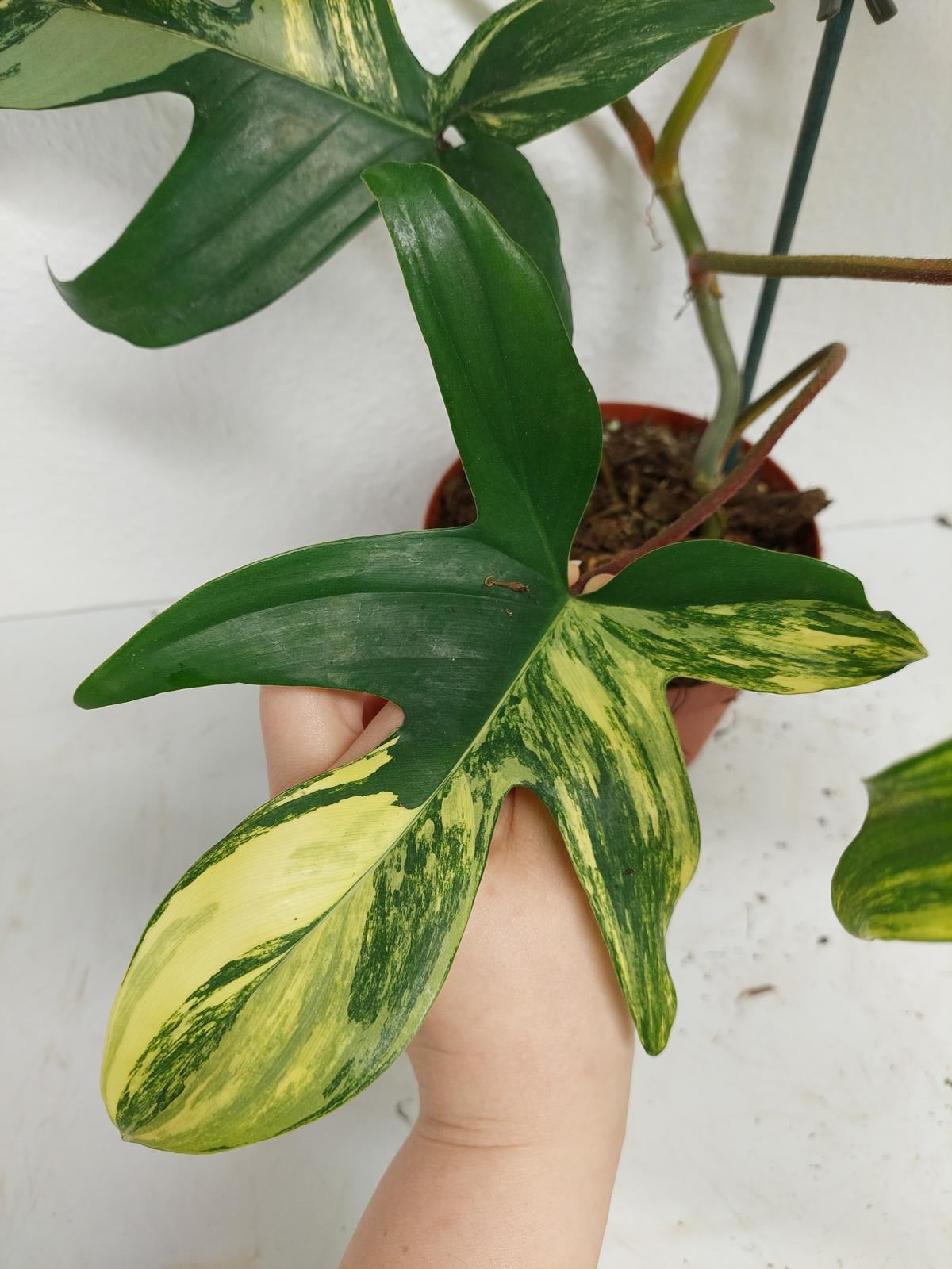 Philodendron Florida Beauty