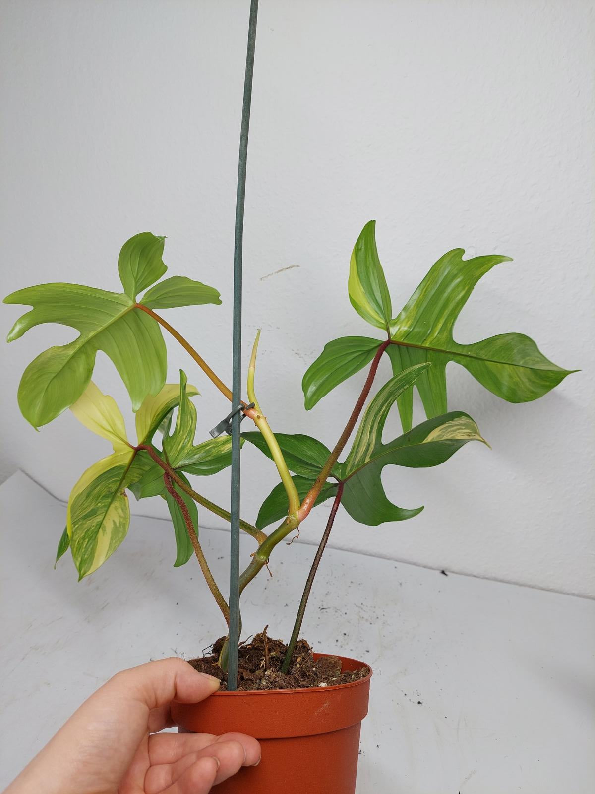 Philodendron Florida Beauty