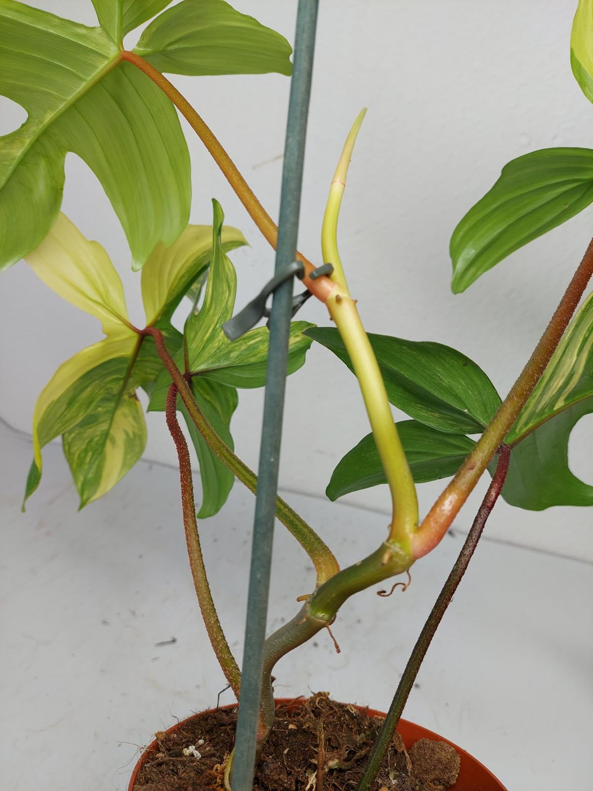 Philodendron Florida Beauty