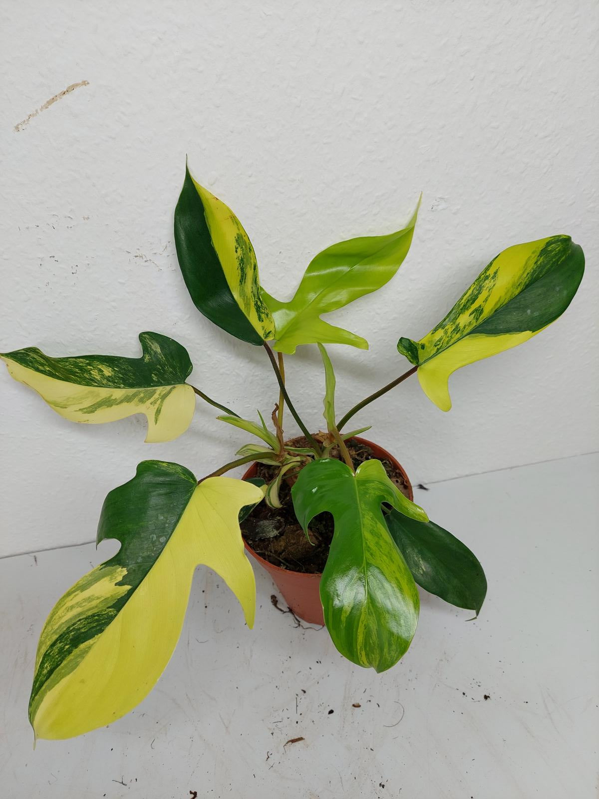 Philodendron Florida Beauty