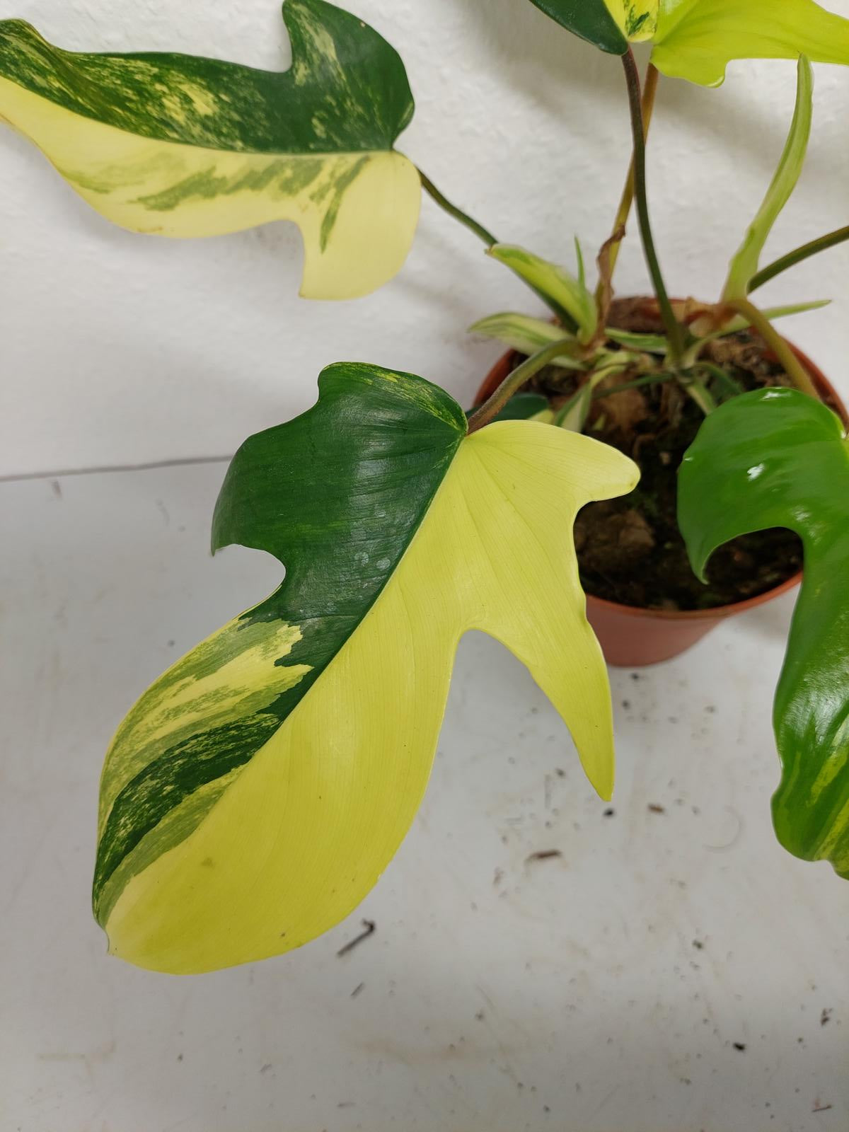 Philodendron Florida Beauty