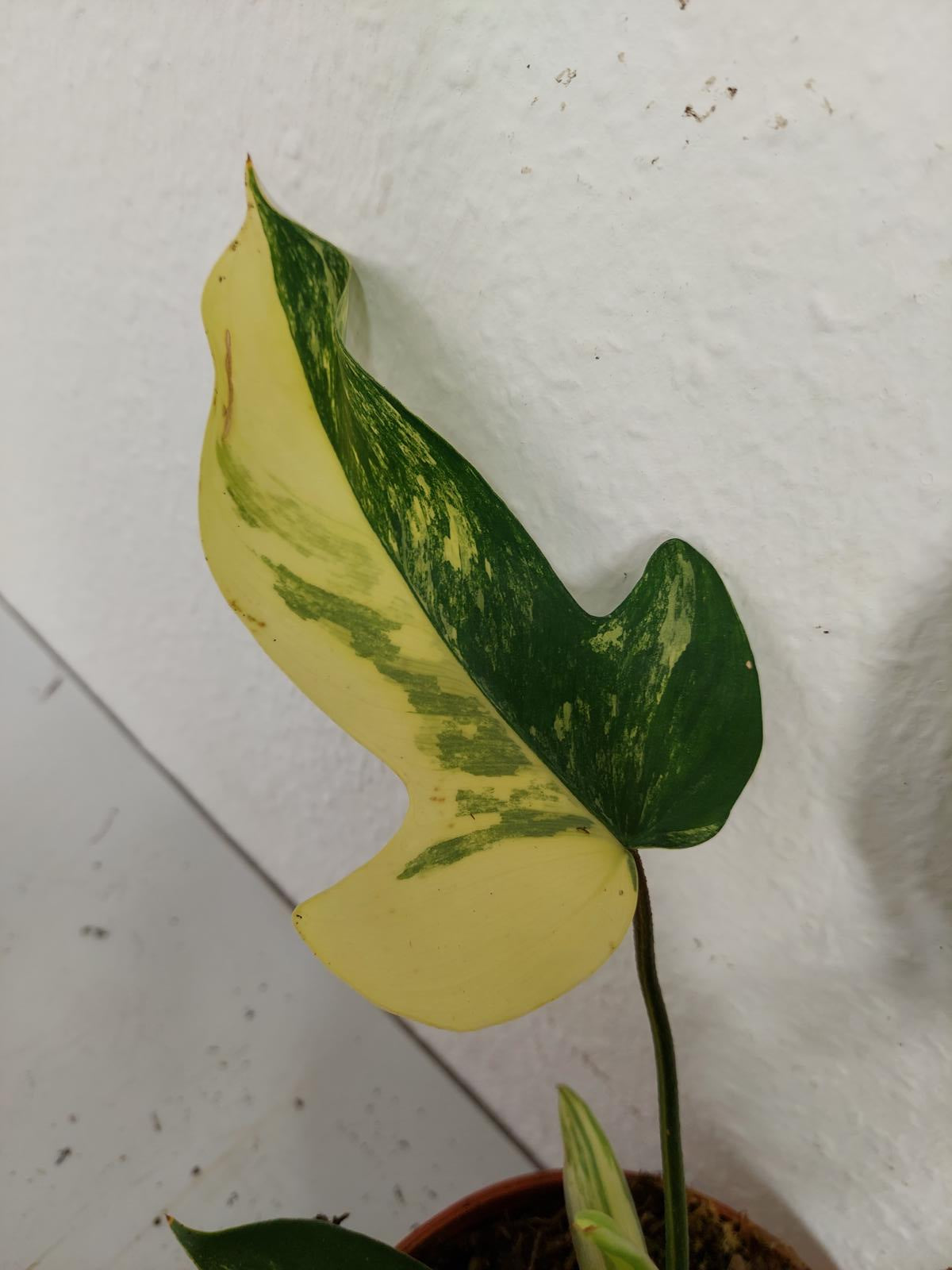 Philodendron Florida Beauty