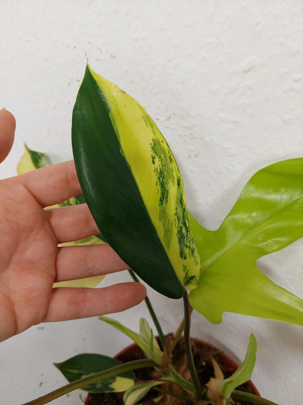 Philodendron Florida Beauty