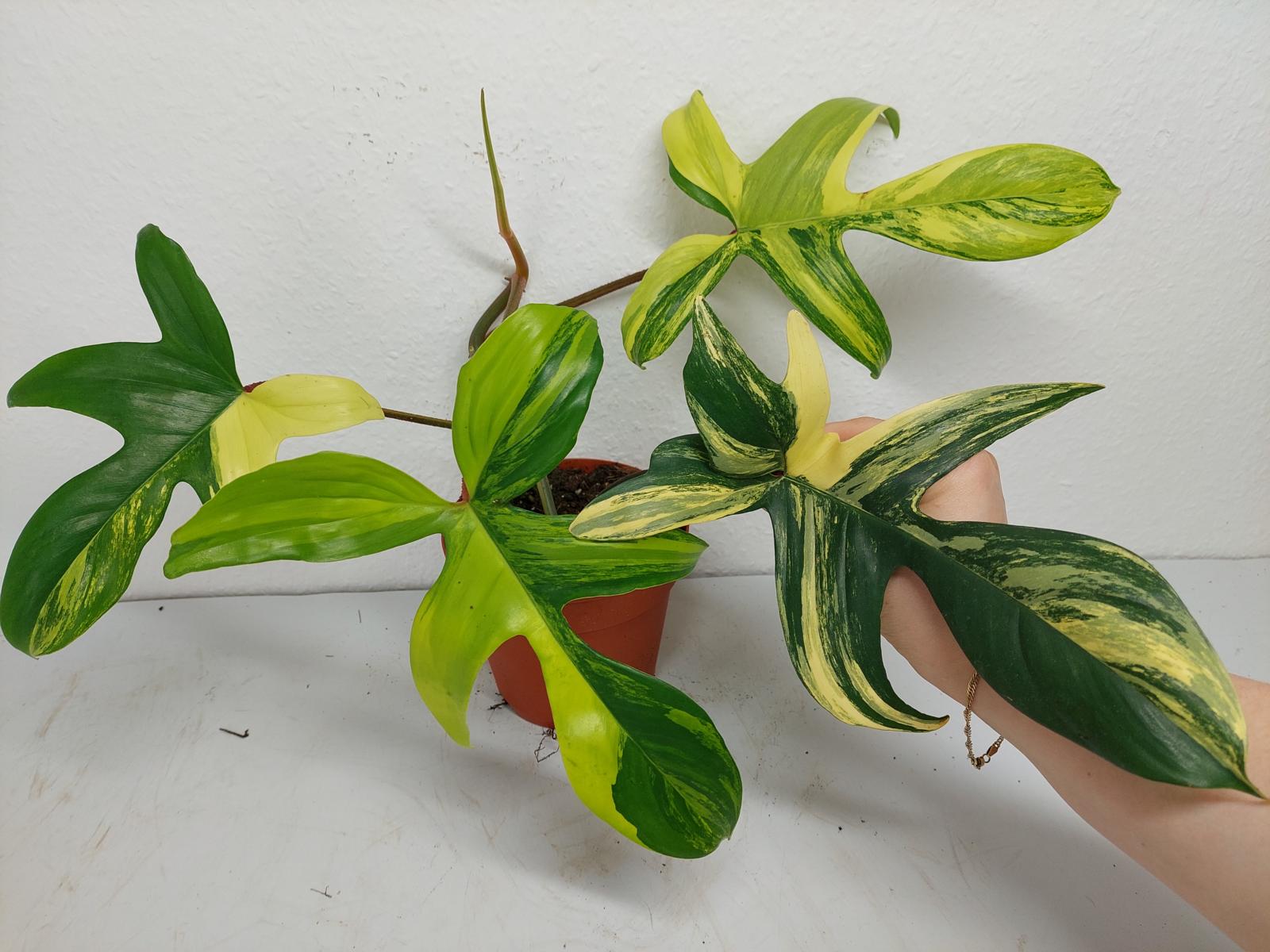 Philodendron Florida Beauty