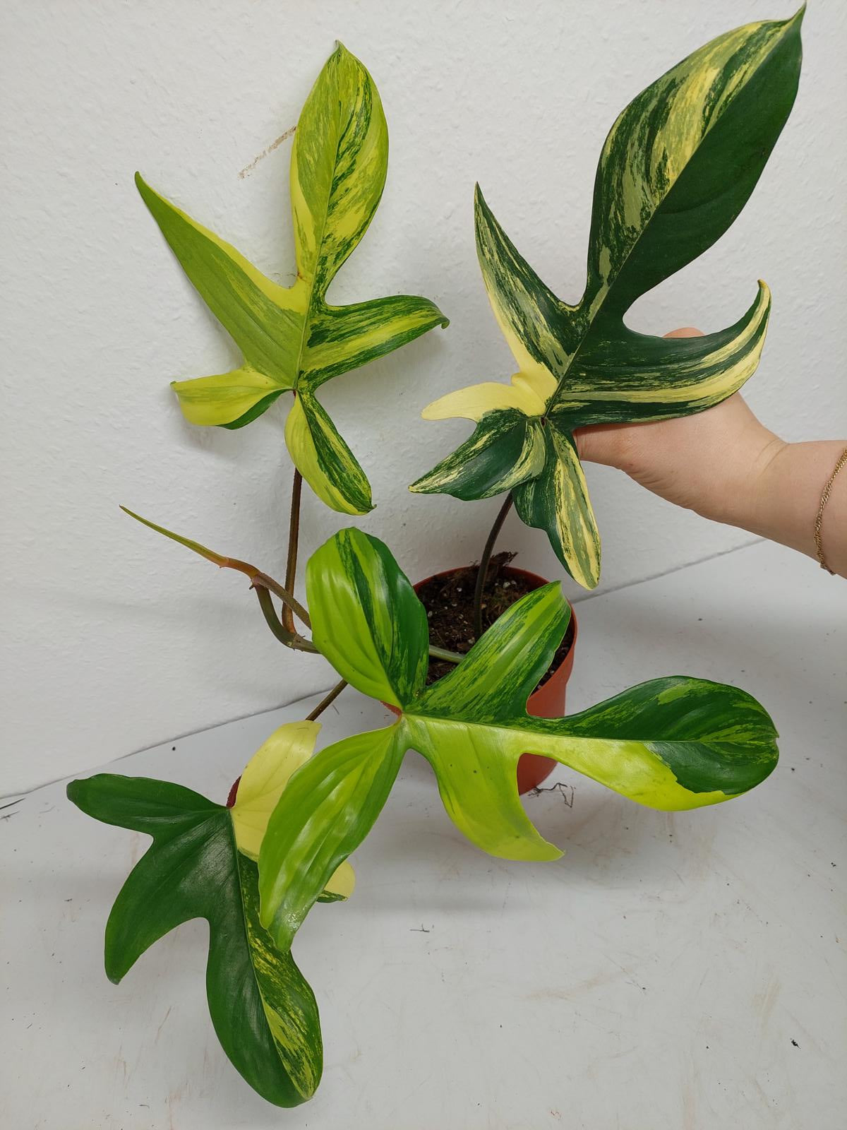 Philodendron Florida Beauty