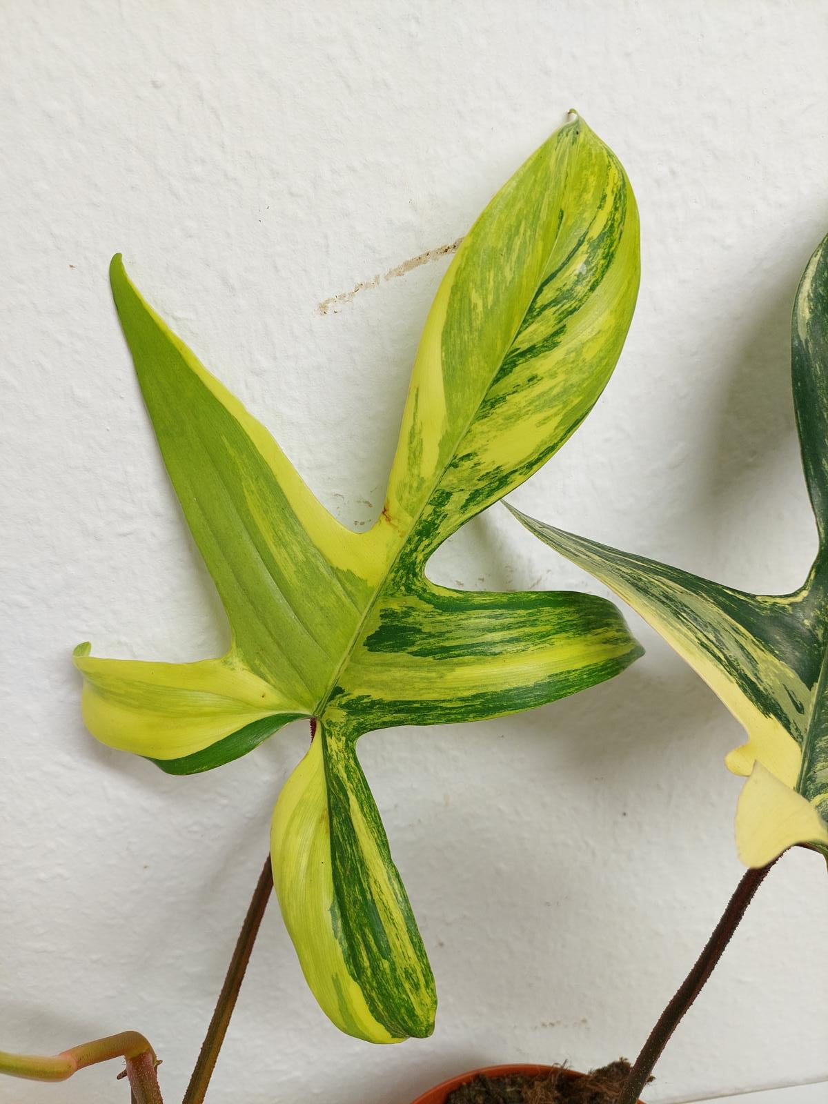 Philodendron Florida Beauty