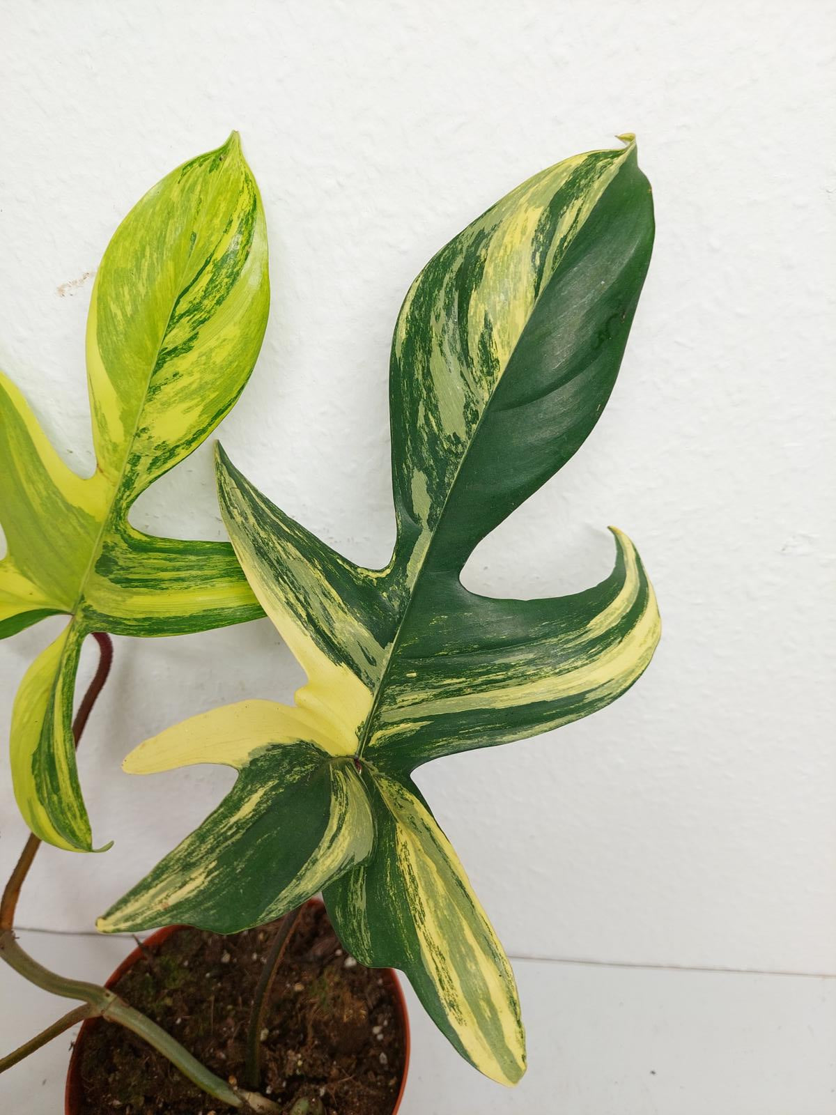 Philodendron Florida Beauty