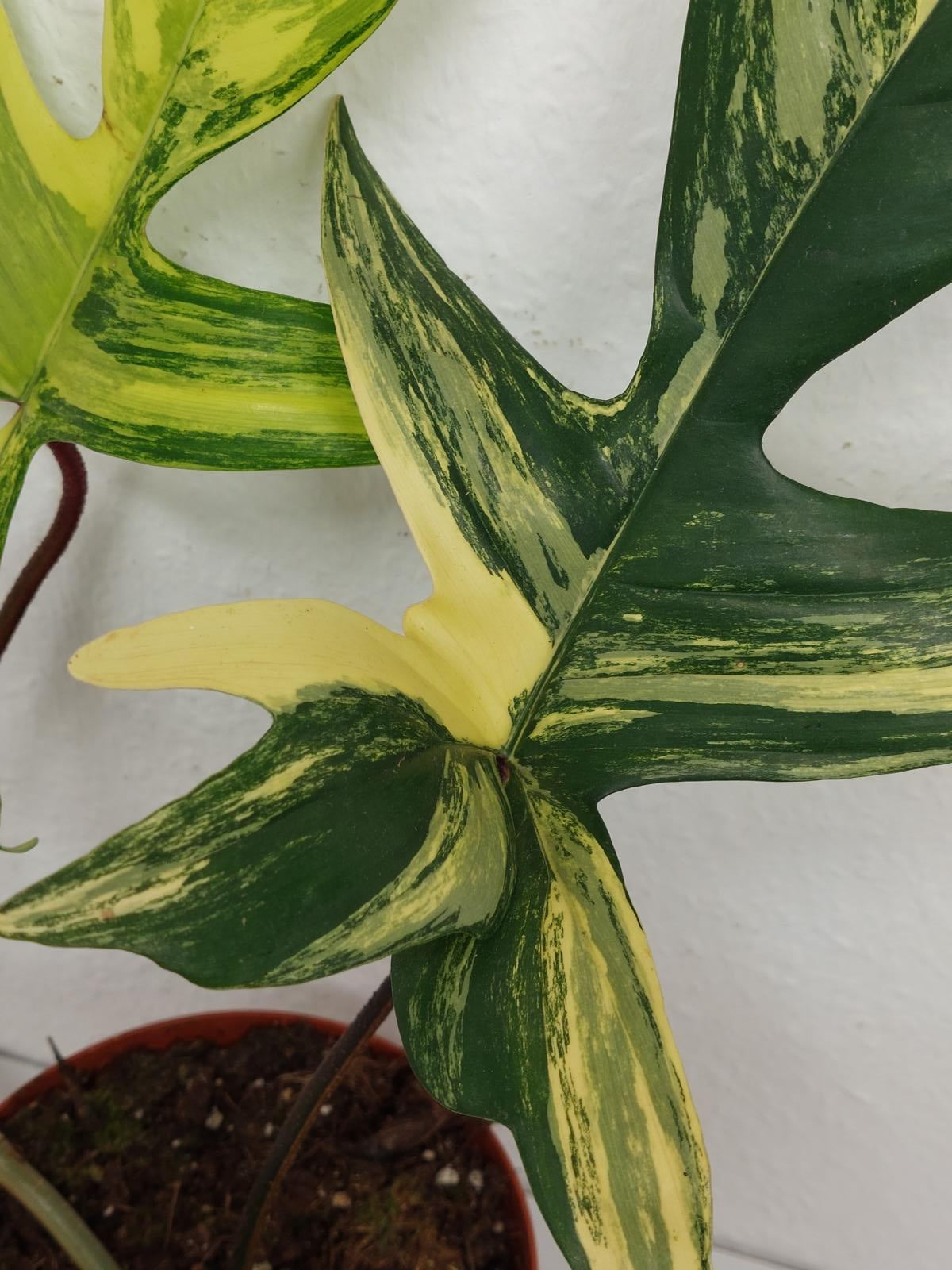 Philodendron Florida Beauty