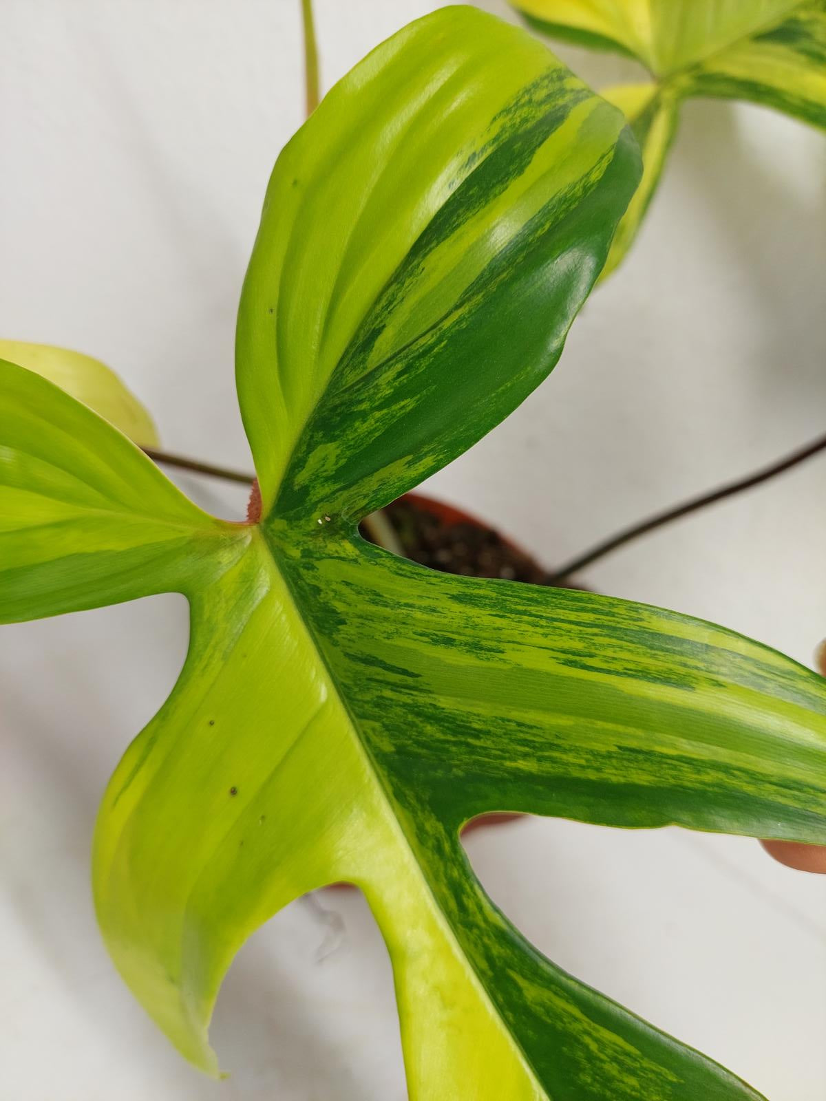 Philodendron Florida Beauty